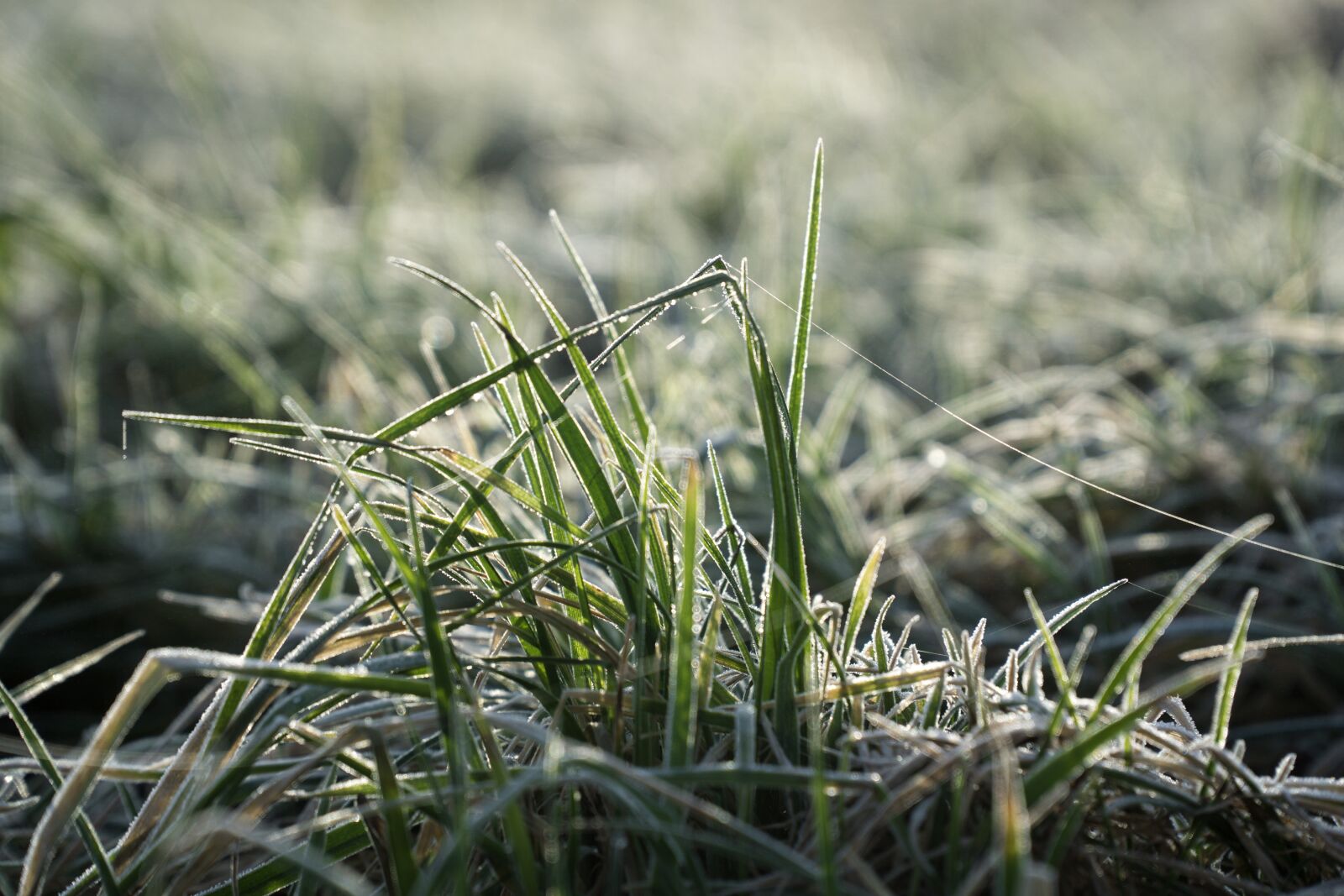 Sony a6000 + Sony E PZ 18-105mm F4 G OSS sample photo. Grass, nature, flora photography