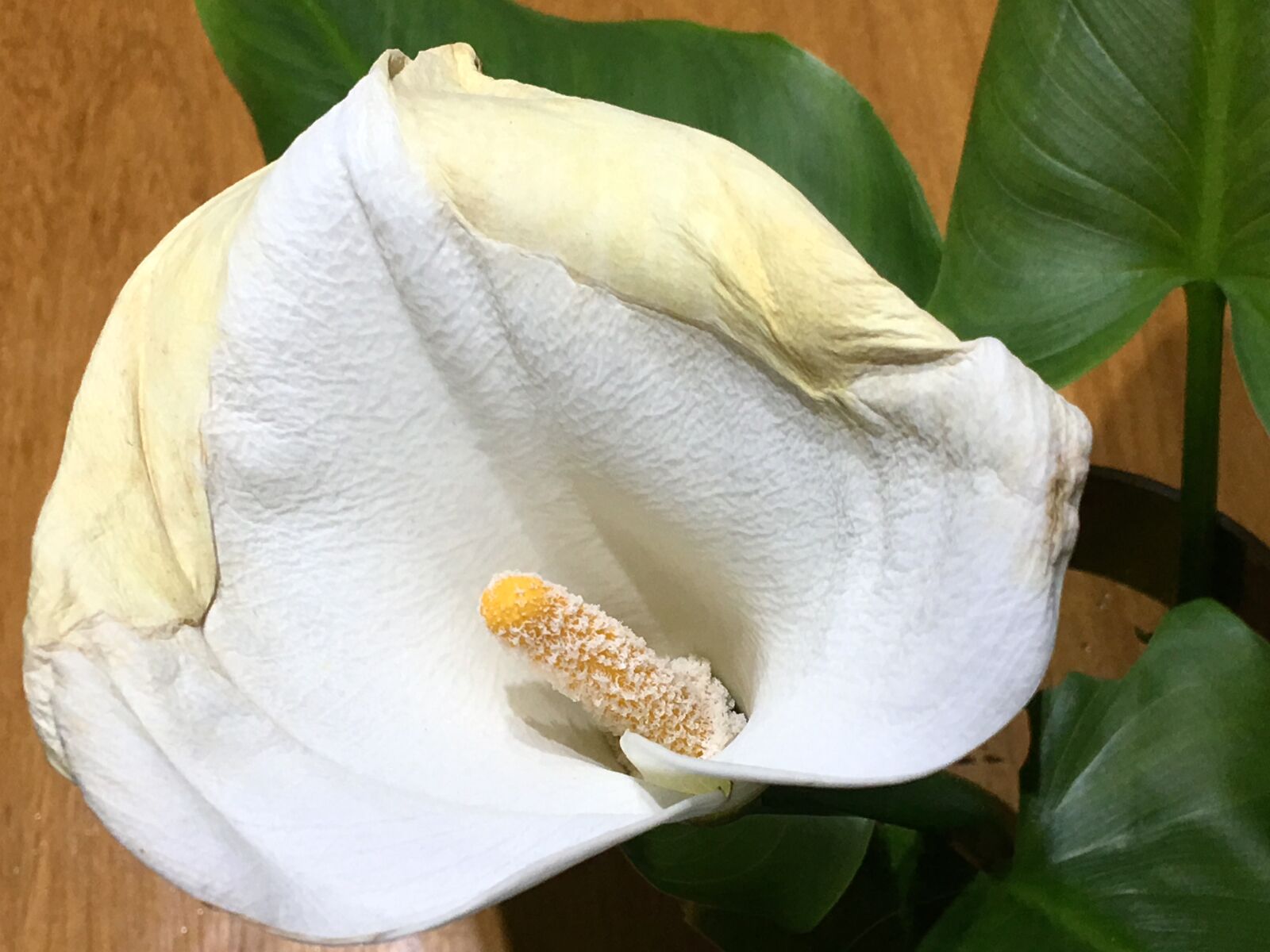 iPhone 6s Plus back camera 4.15mm f/2.2 sample photo. White flower, withered, flower photography