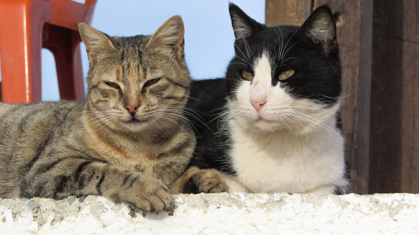 Canon PowerShot SX400 IS sample photo. Cats, stray, outdoor photography
