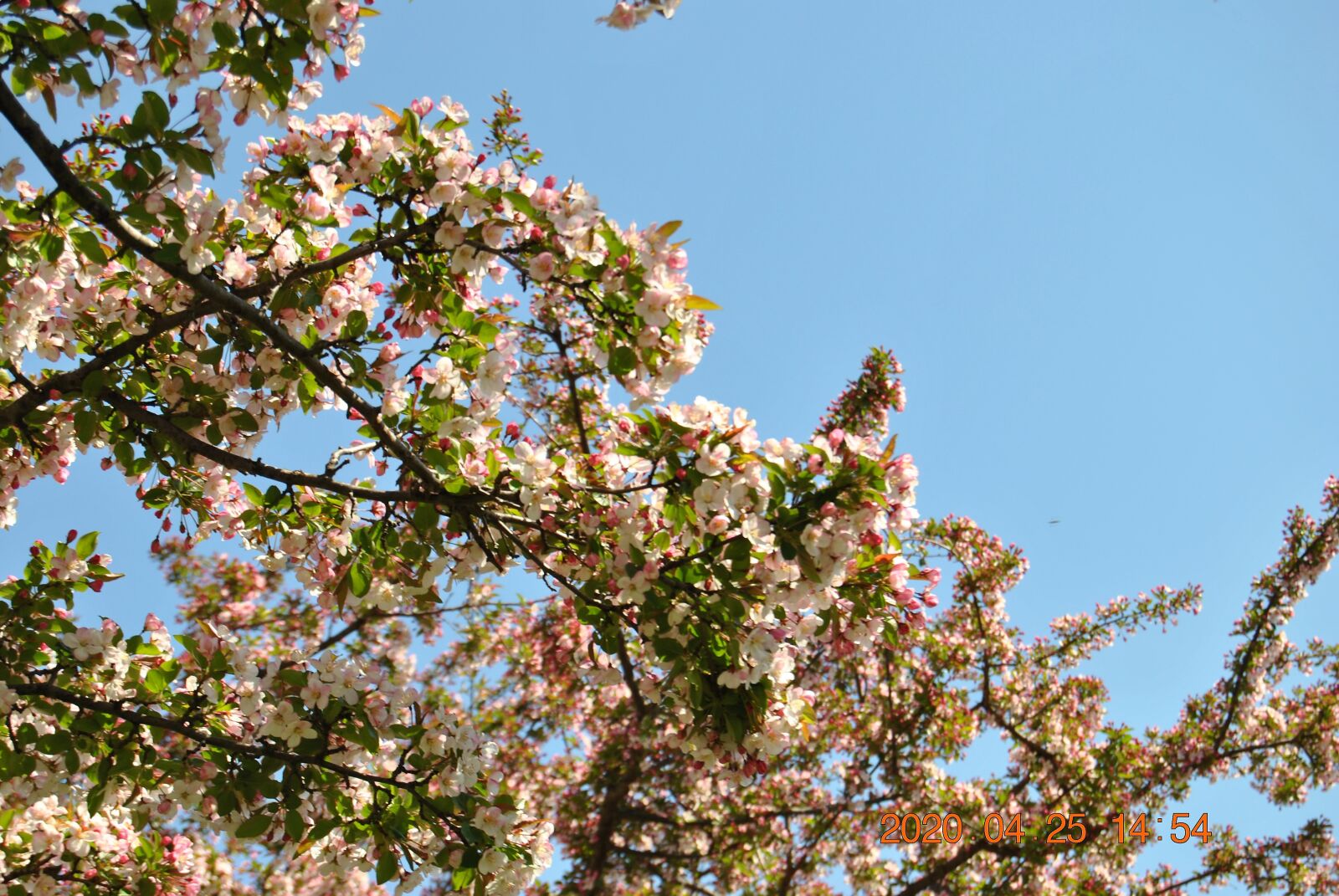 Nikon D3000 sample photo. Trees, flowers, nature photography