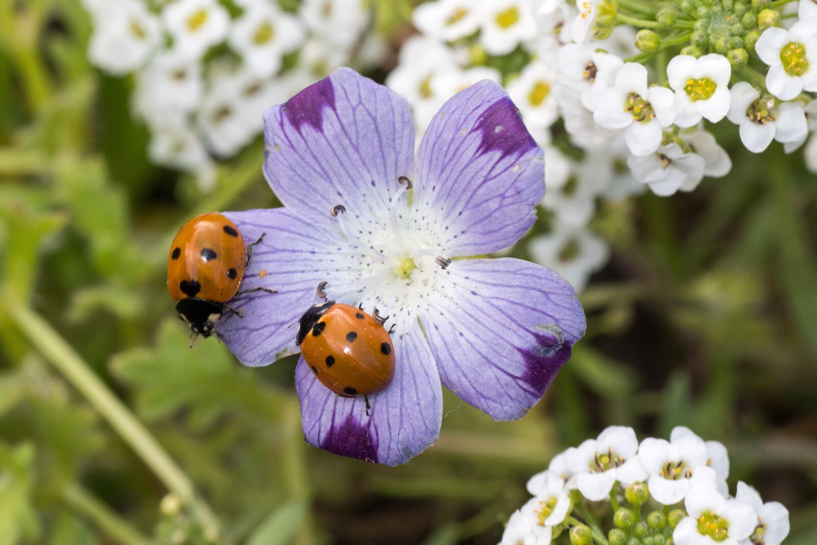 Canon EOS 7D Mark II sample photo. Ladybug, siebenpunkt, red photography