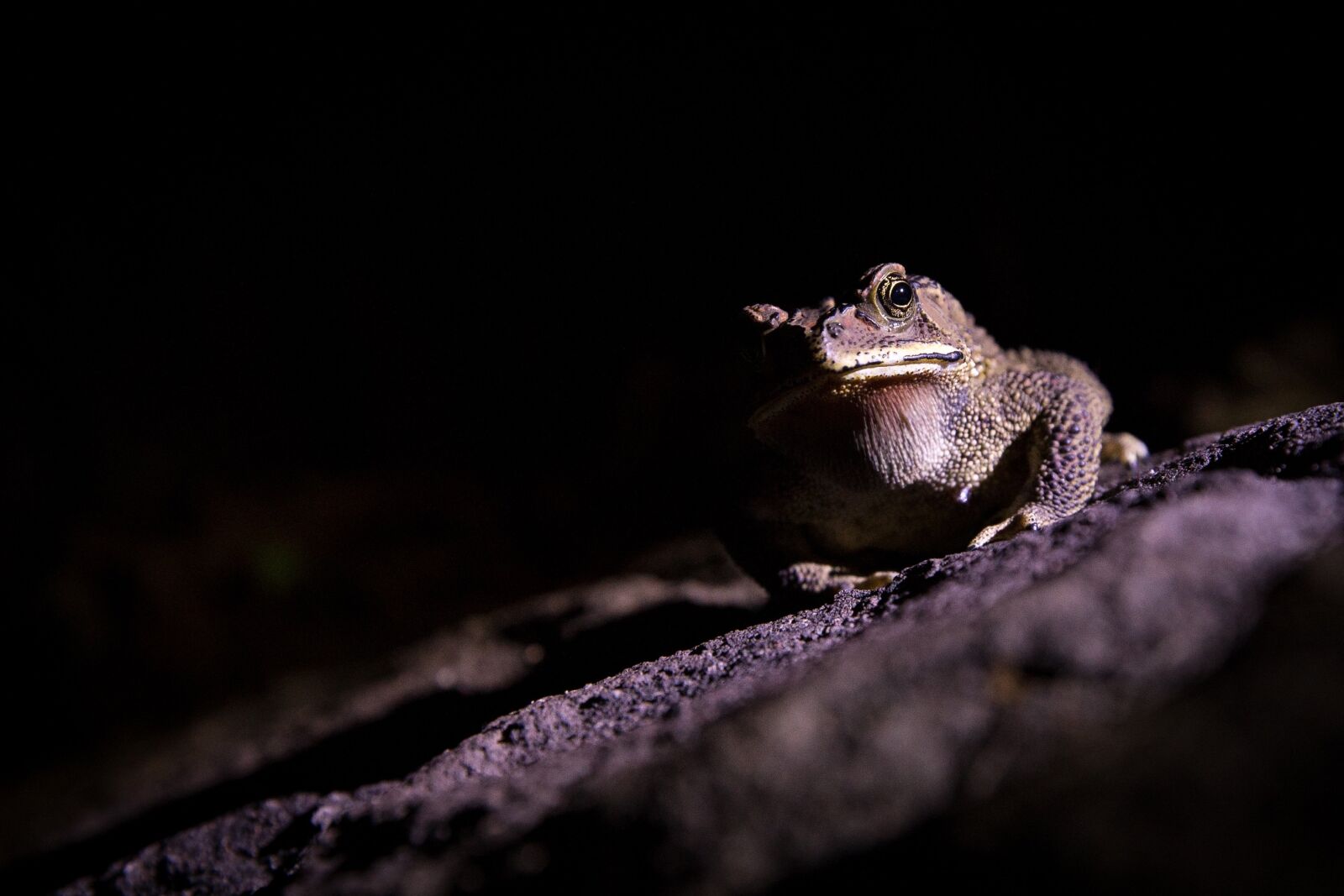 Canon EOS 6D sample photo. Kvæk, seeds, expensive photography