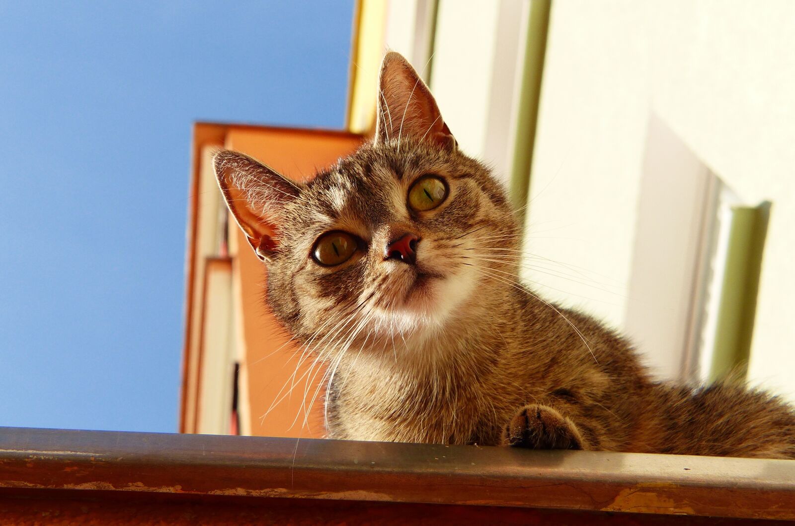 Panasonic Lumix DMC-FZ200 sample photo. Cat, national, pets photography