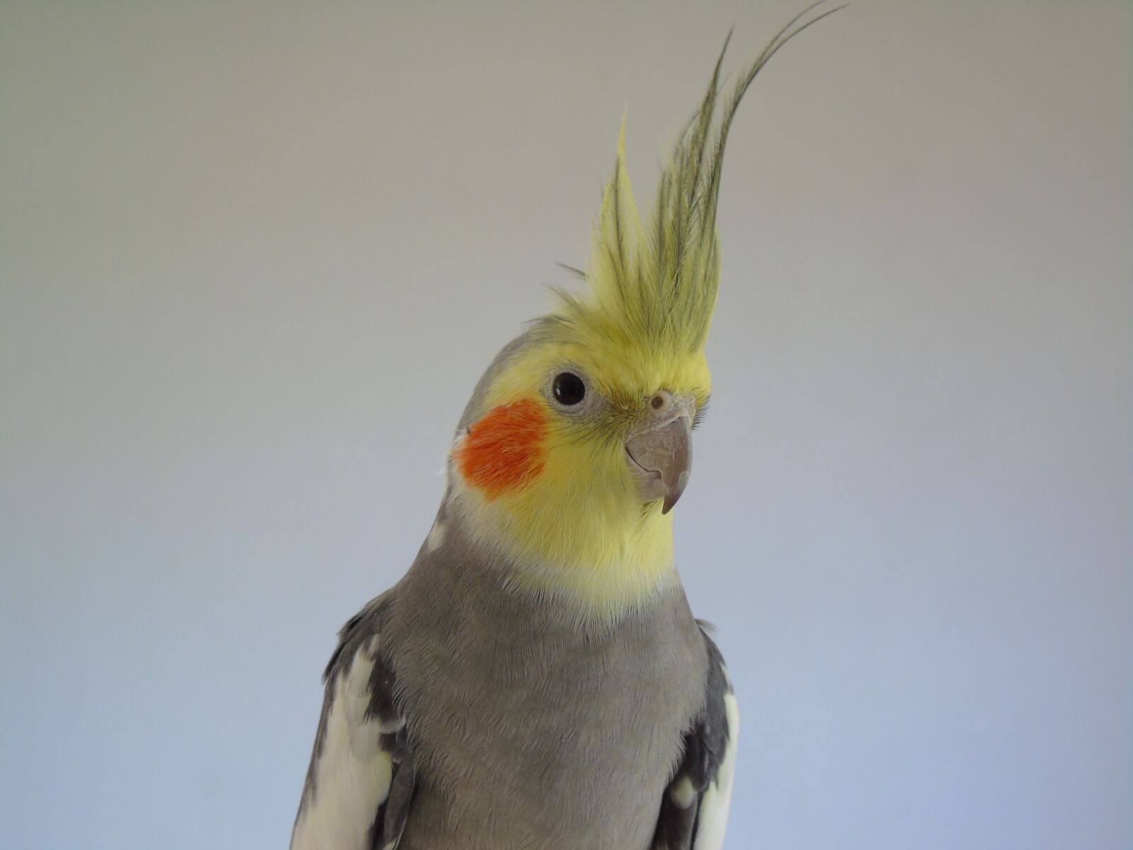 Sony Cyber-shot DSC-H400 sample photo. Cockatiel, parrot, cockatoo photography