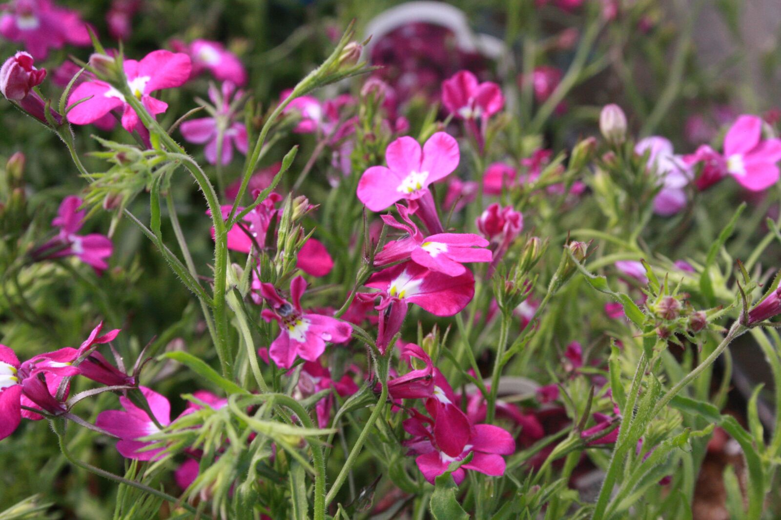 Canon EOS 40D sample photo. Lobelia, flowers, purple photography