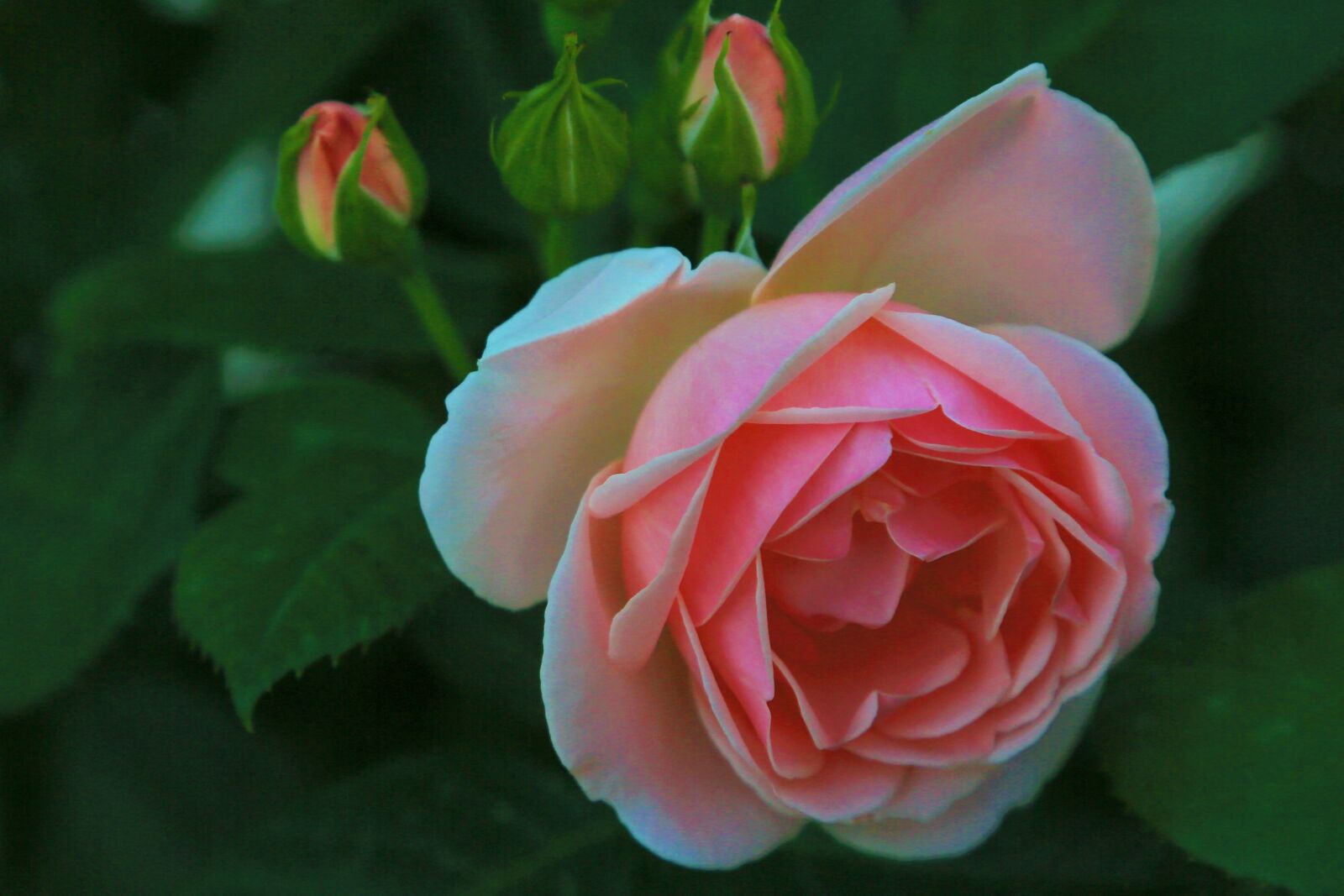 Canon EF 24-105mm F4L IS USM sample photo. Rose, spring, pink photography