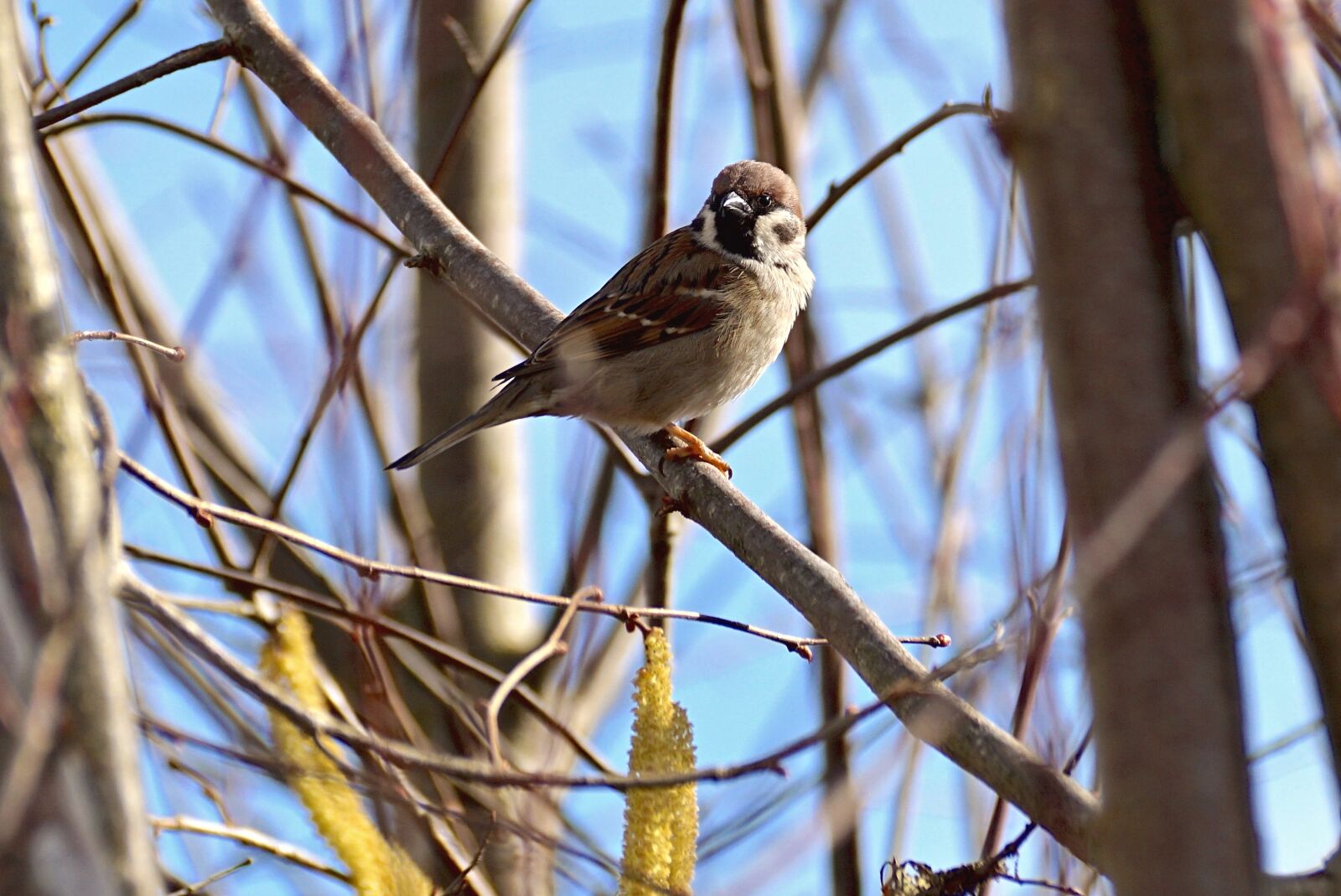 Sony DT 55-300mm F4.5-5.6 SAM sample photo. Sparrow, bird, animal photography