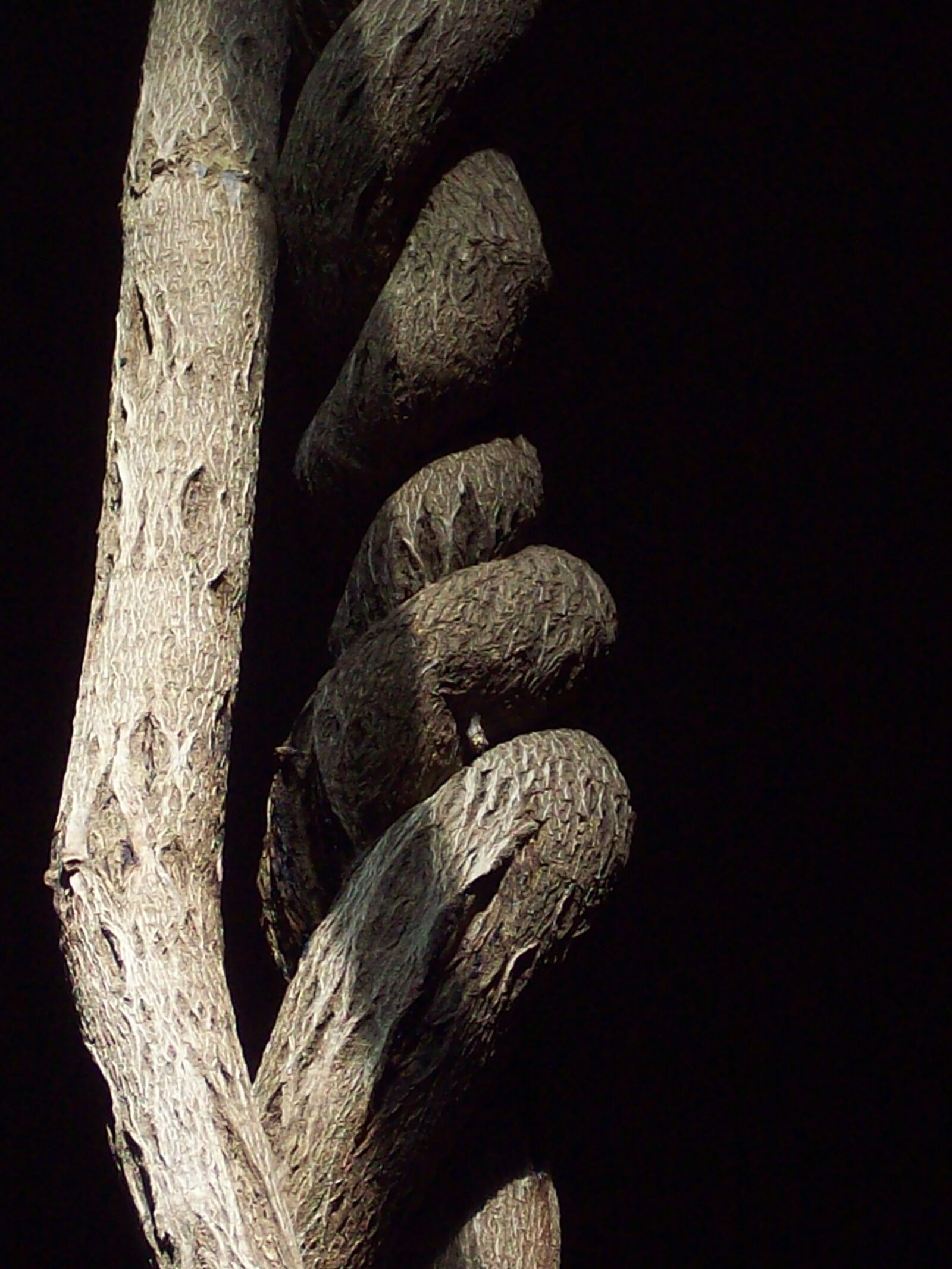 Kodak EASYSHARE M753 ZOOM DIGITAL CAMERA sample photo. Nature, tree, branch photography