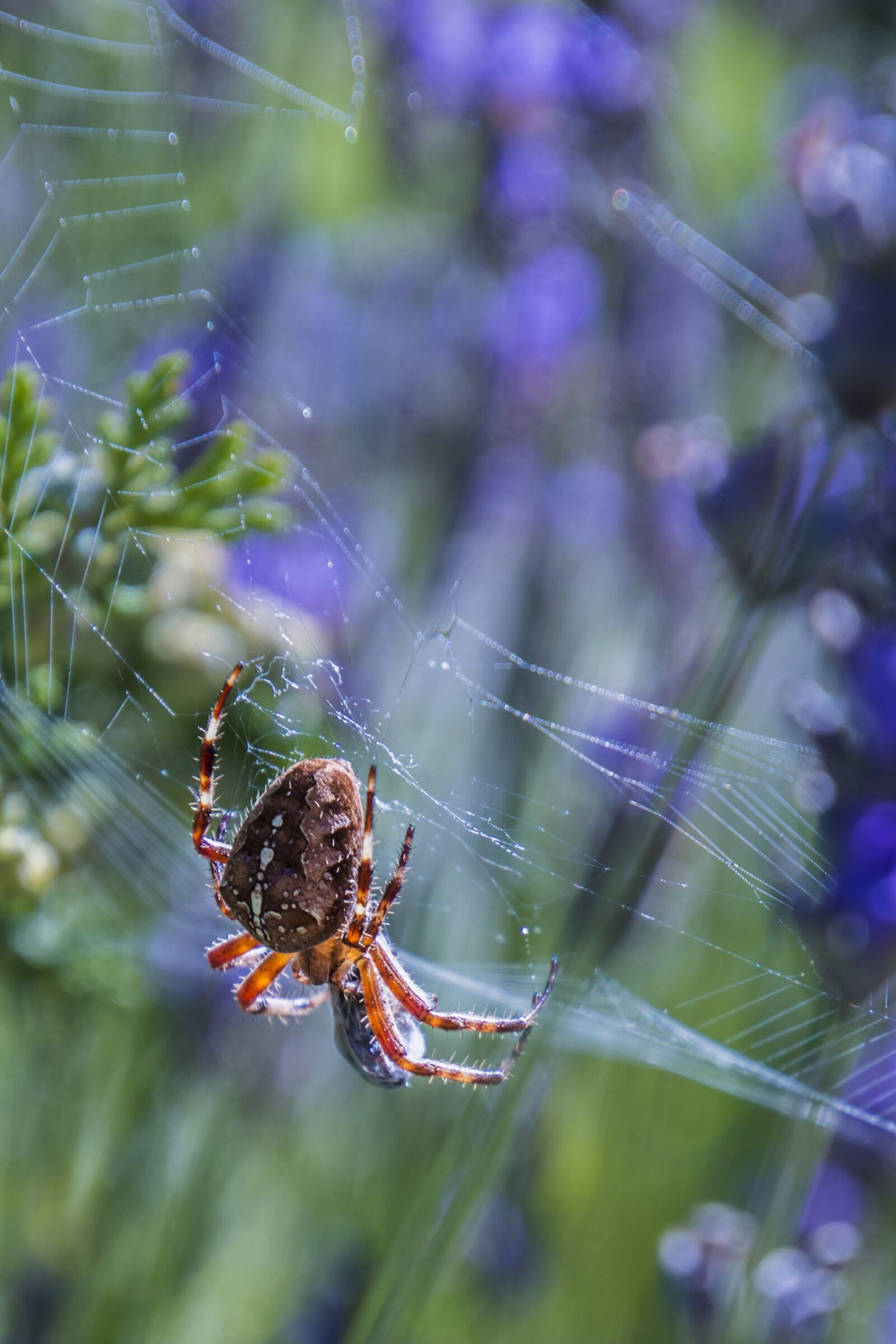 Canon EOS 70D sample photo. Spider, web, close up photography