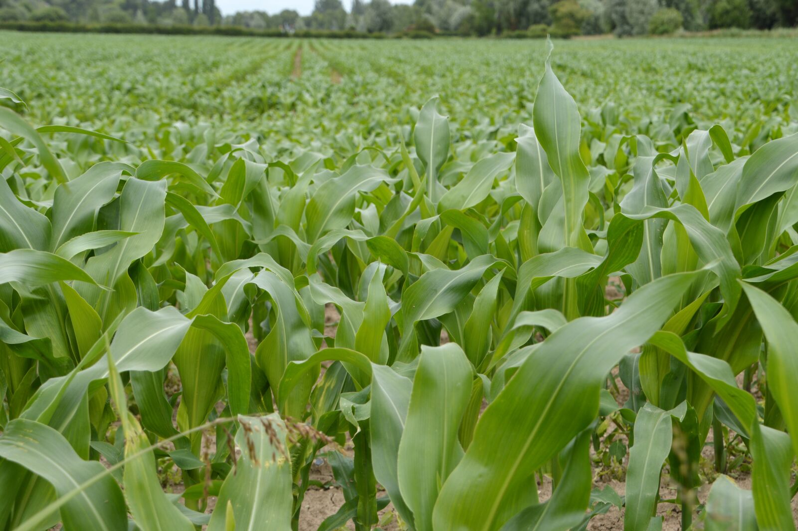 Nikon D3200 sample photo. Corn, corn field, field photography
