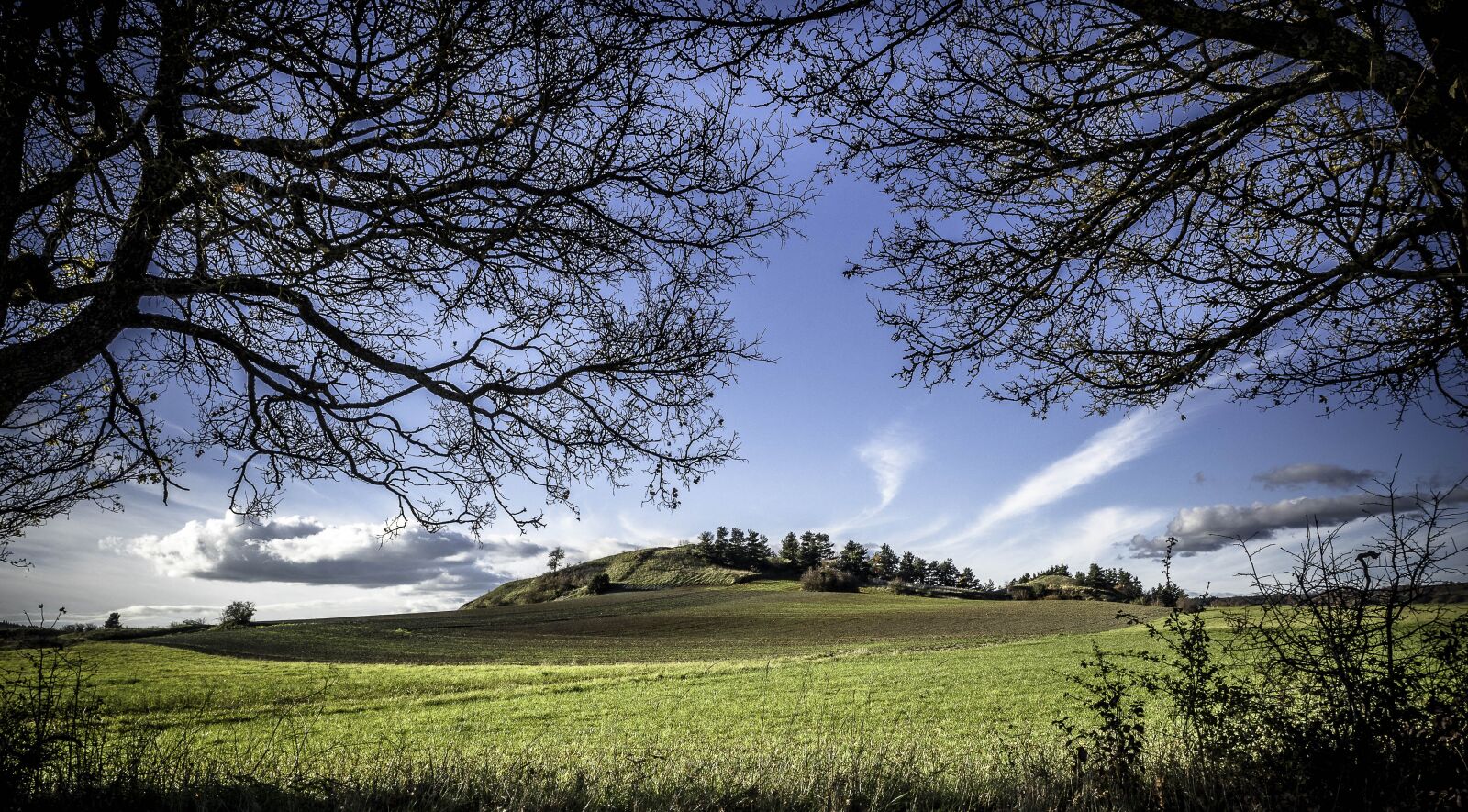 Olympus OM-D E-M5 II + Olympus M.Zuiko Digital ED 12-40mm F2.8 Pro sample photo. Tree, nature, landscape photography