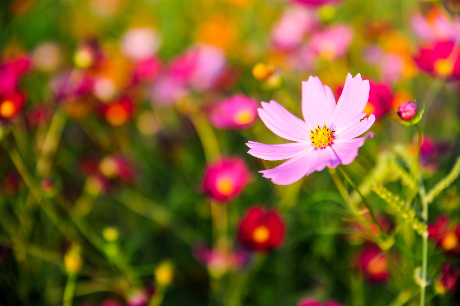 Nikon D700 sample photo. Cosmos, flowers, autumn photography