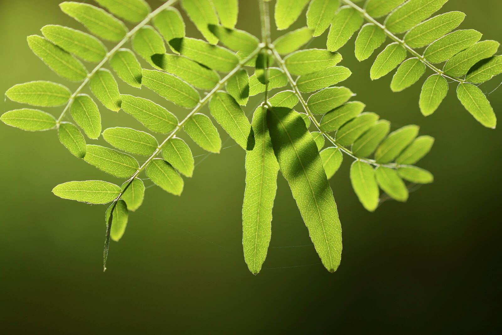 Canon EOS 800D (EOS Rebel T7i / EOS Kiss X9i) sample photo. Leaves, honey locust, green photography