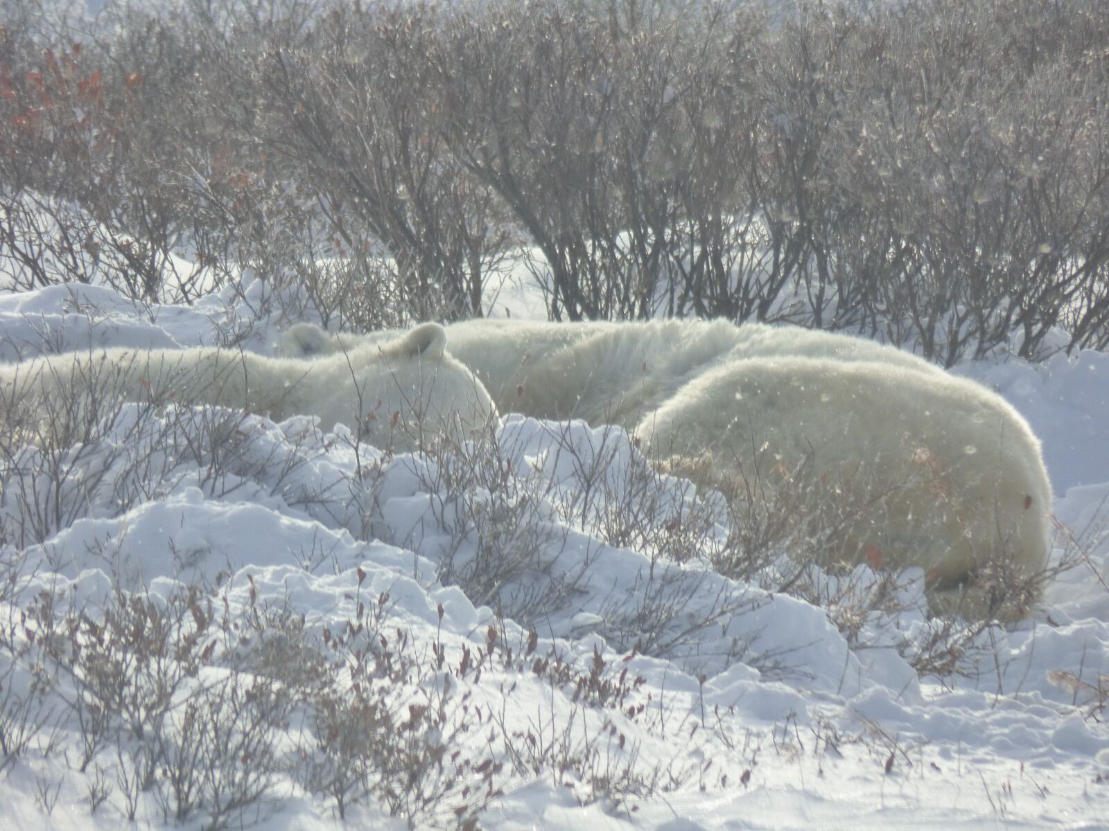 Panasonic Lumix DMC-FZ70 sample photo. The polar bear, polar photography