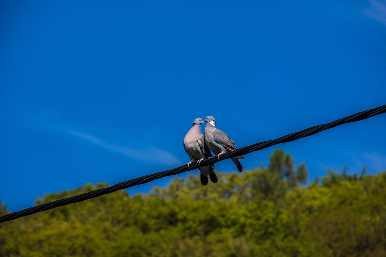 Sony SLT-A55 (SLT-A55V) sample photo. Pigeons, birds, feather photography
