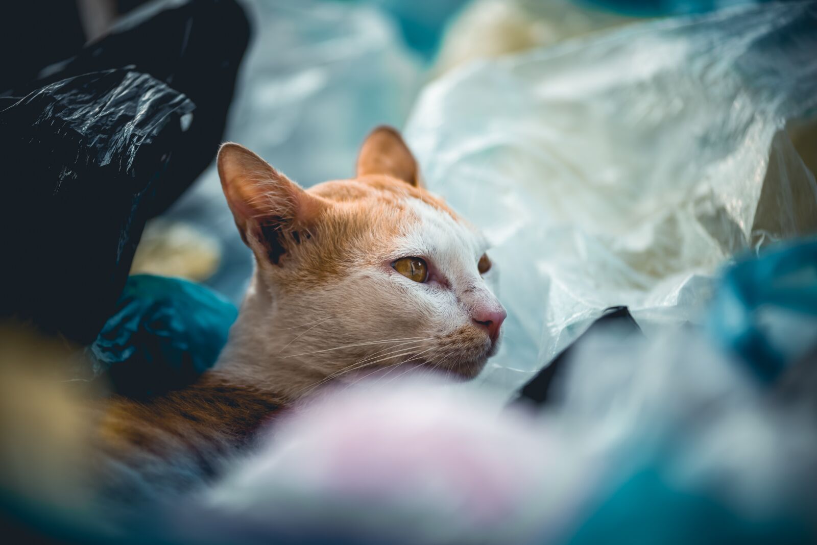 Nikon D600 sample photo. Pollution, calico cat, plastic photography