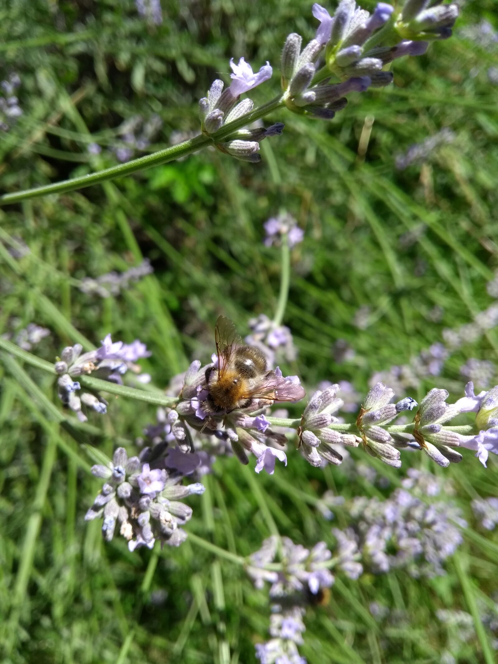 Motorola Moto G (5th Gen) sample photo. Hummel, lavender, flower photography