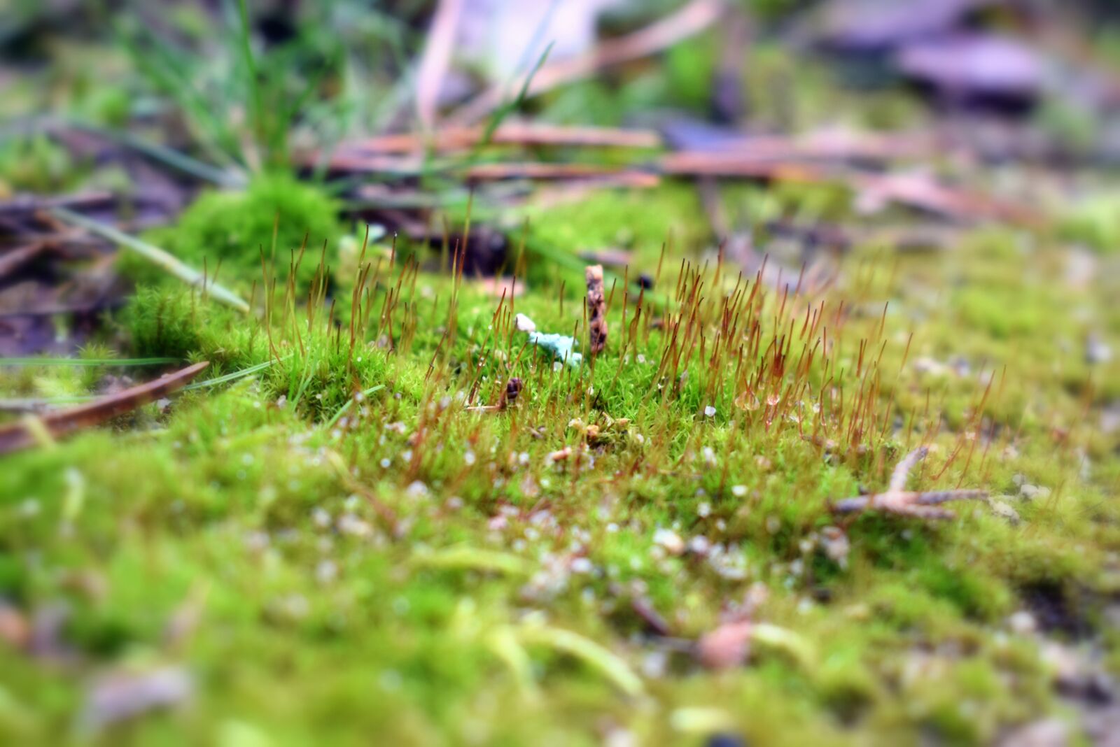 Nikon D3300 sample photo. Moss, green, vegetation photography