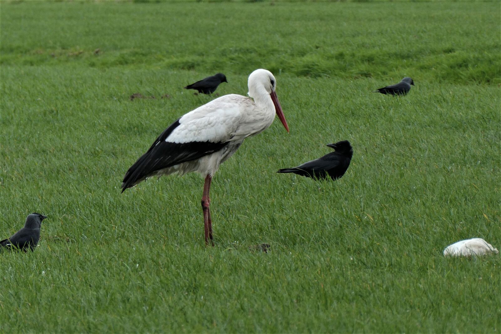 Panasonic Lumix DC-ZS70 (Lumix DC-TZ90) sample photo. Stork, meadow bird, grass photography