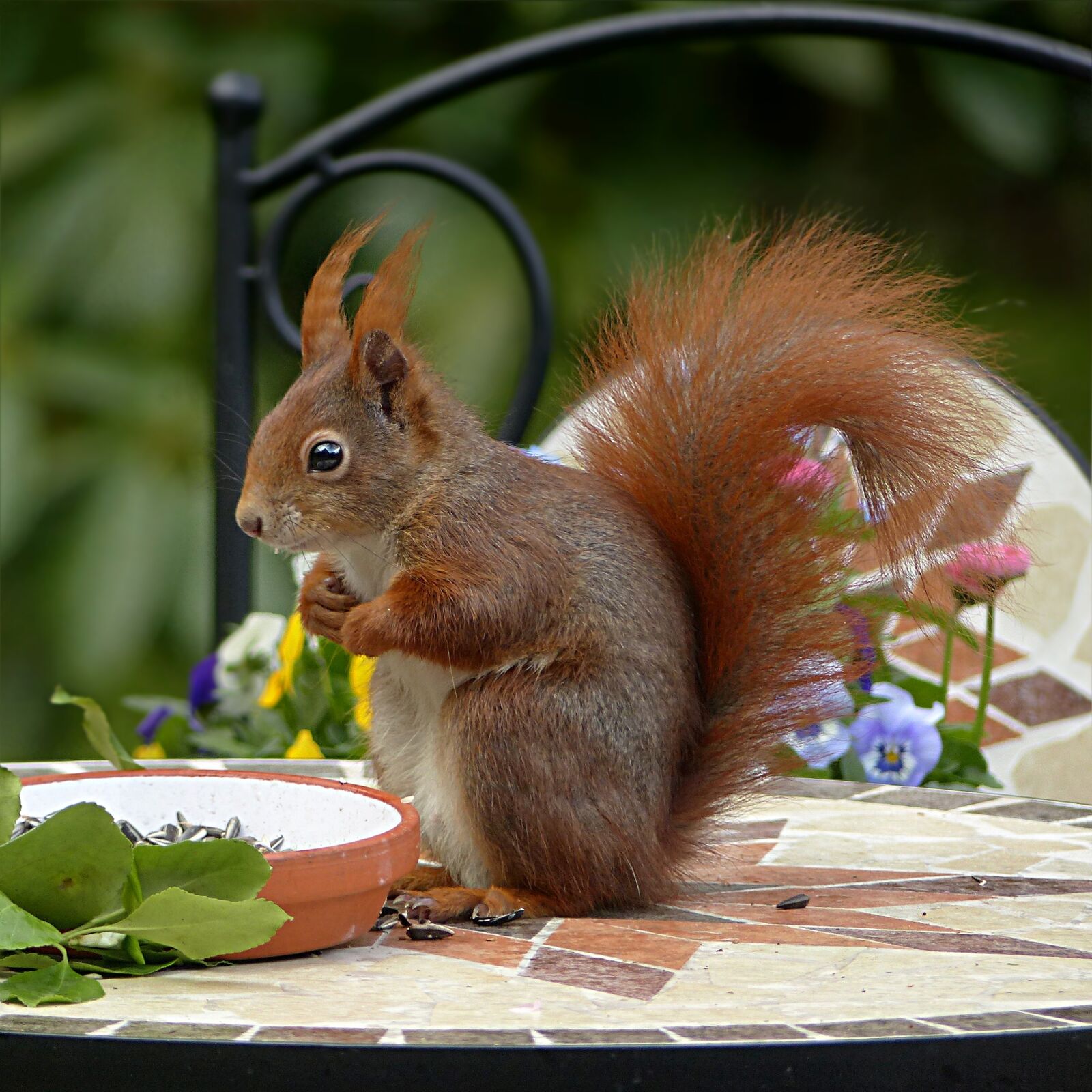 Panasonic Lumix DMC-FZ200 sample photo. Squirrel, animal, rodent photography