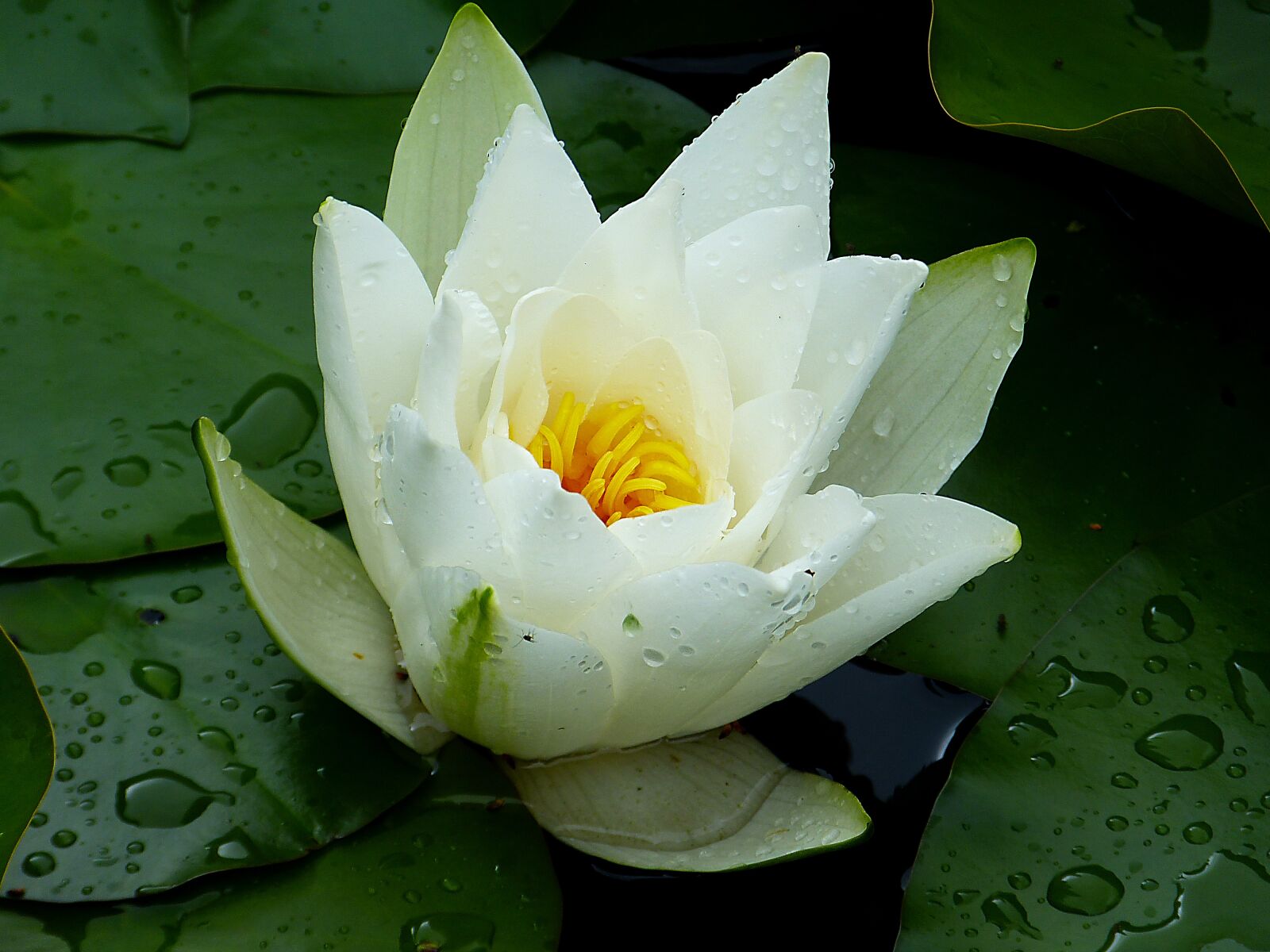 Panasonic Lumix DMC-FZ150 sample photo. Water lily, white, green photography
