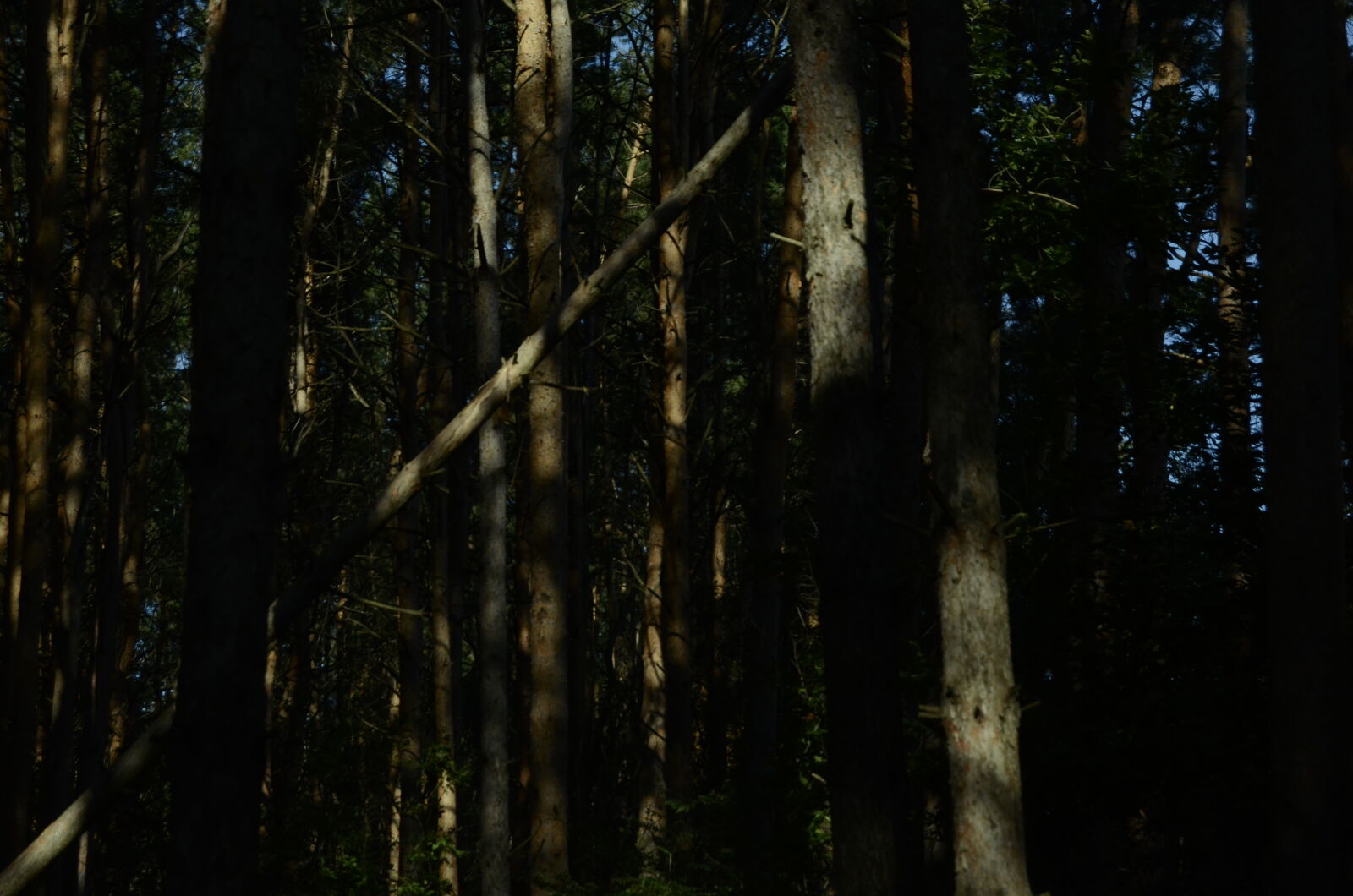 Nikon D5100 sample photo