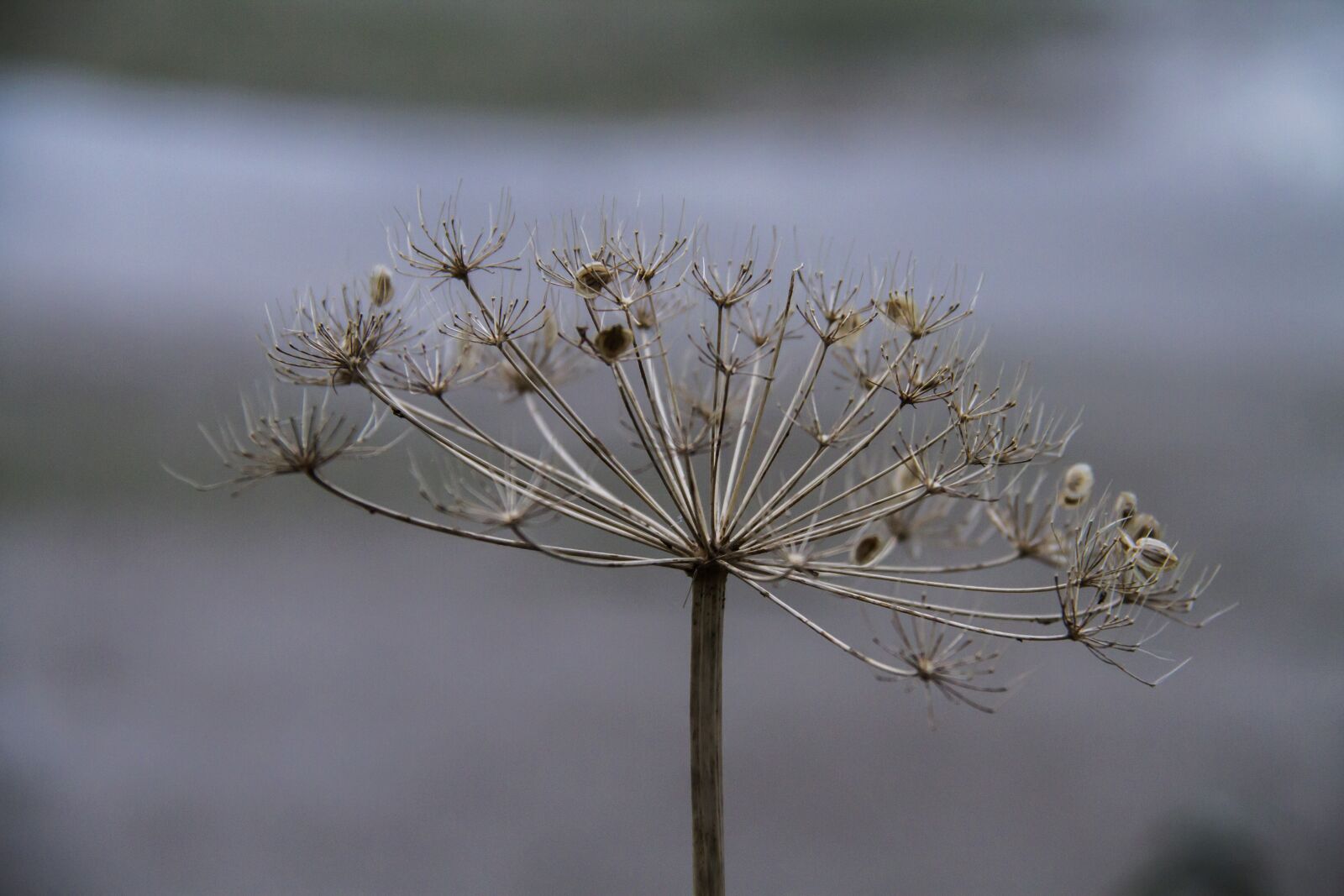 Canon EOS 7D sample photo. Cow parsley, plant, meadow photography