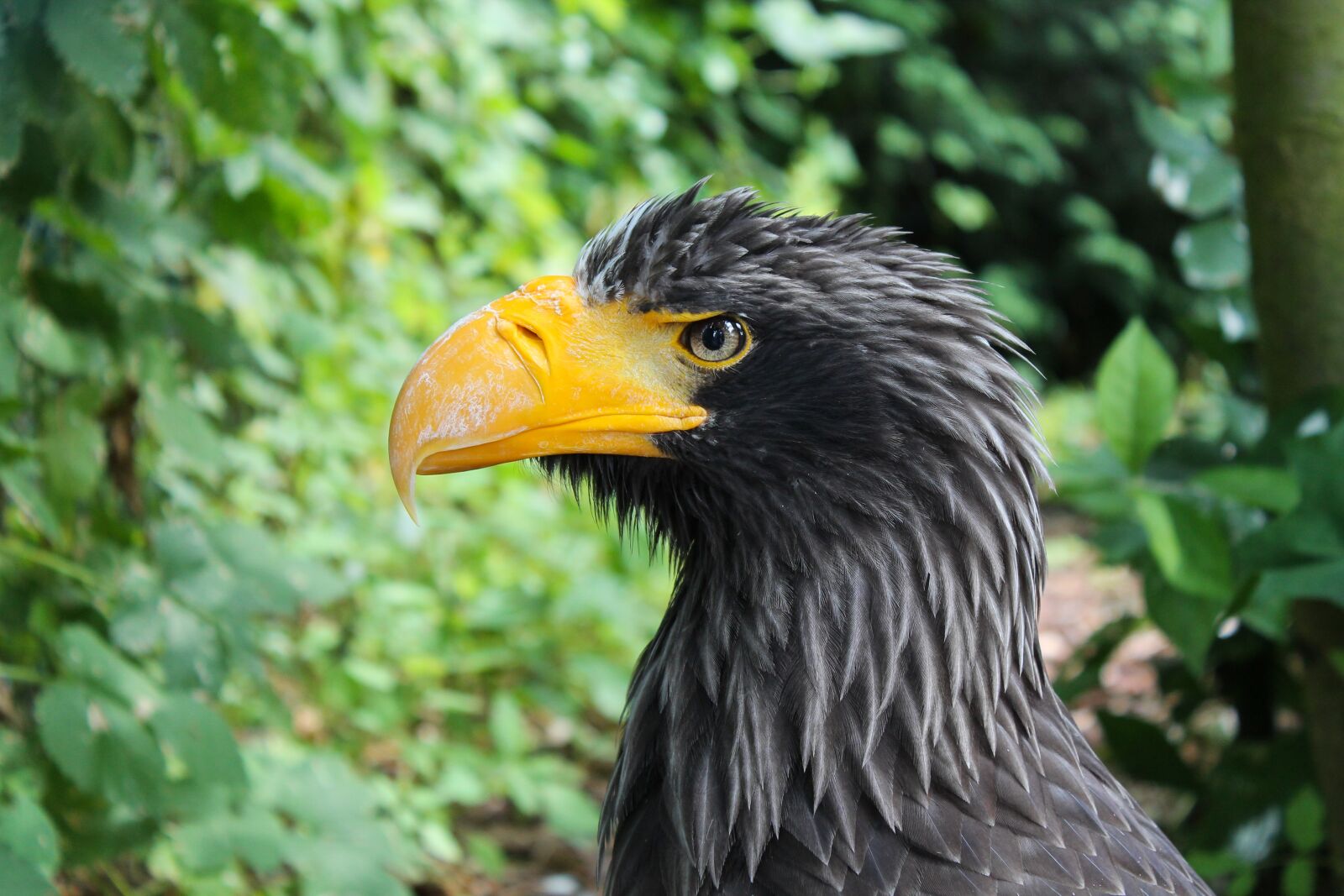 Canon EOS 1100D (EOS Rebel T3 / EOS Kiss X50) sample photo. Adler, white tailed eagle photography