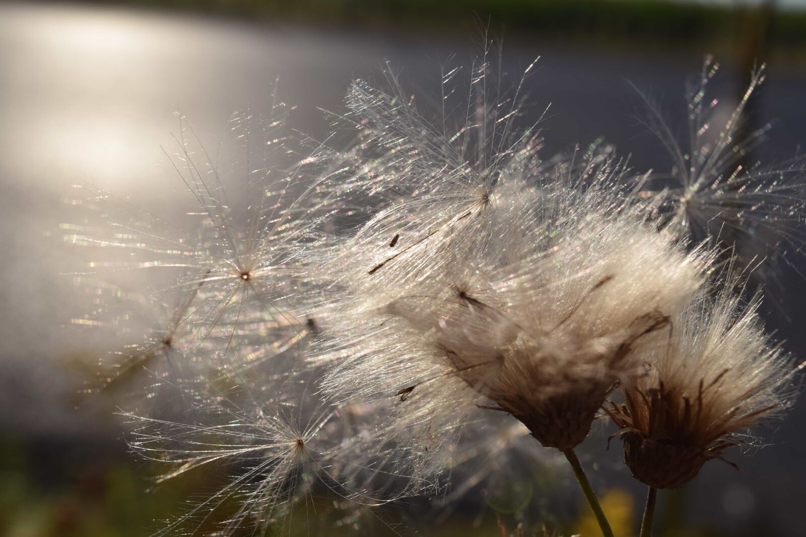 Nikon D3300 sample photo. Dandelion, seed, flora, plant photography