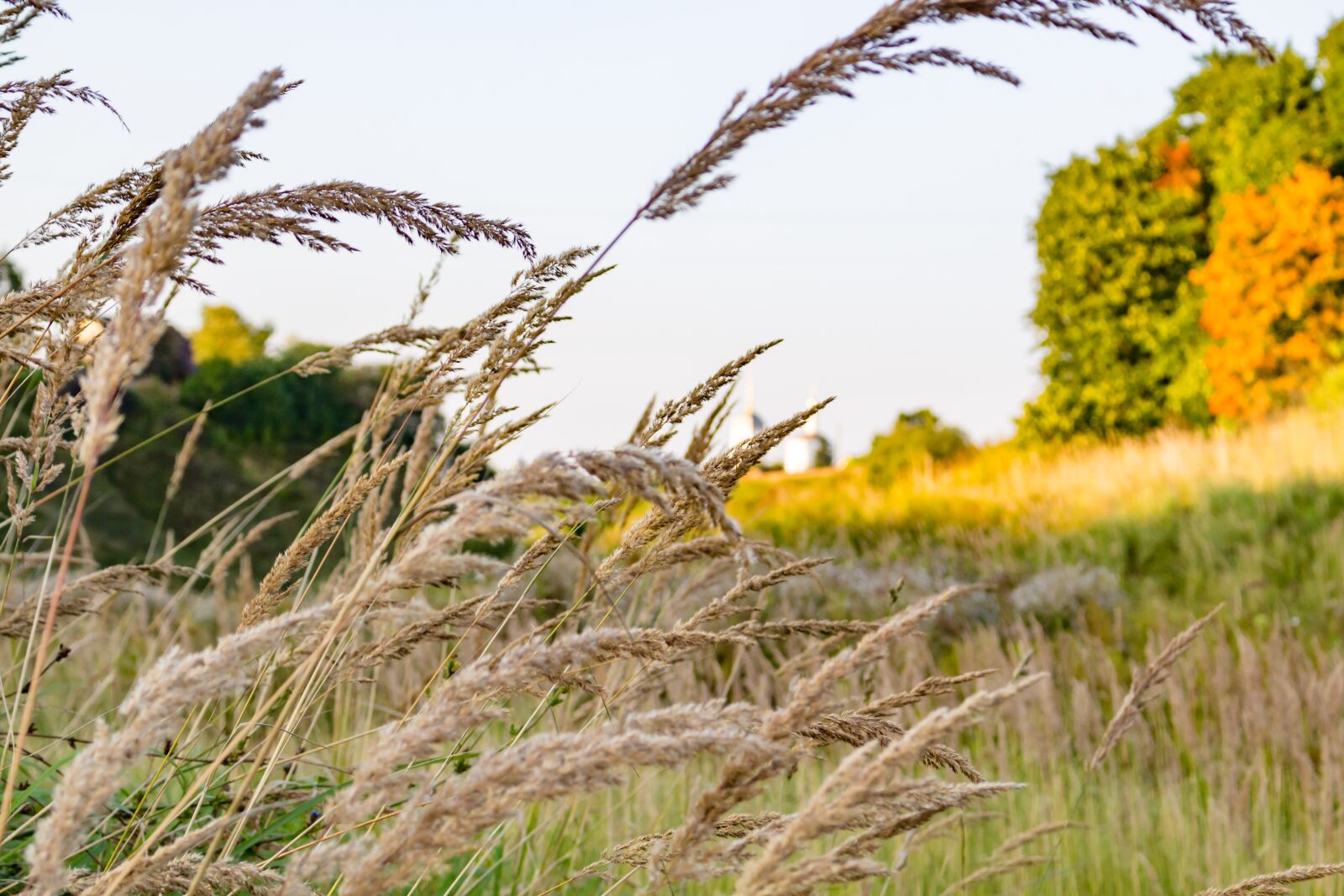 Canon EOS 100D (EOS Rebel SL1 / EOS Kiss X7) sample photo. Background, summer, beautiful photography