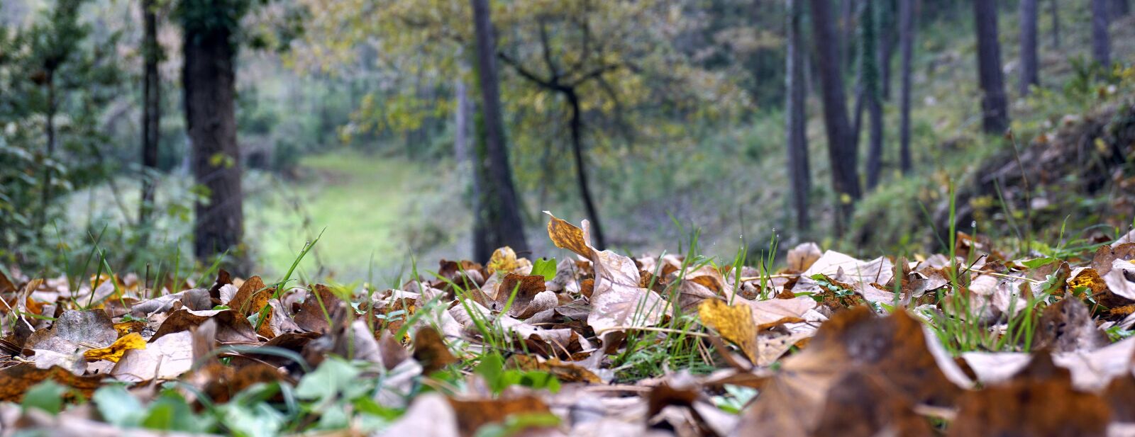 Sony a6000 sample photo. Leaves, autumn, forest photography
