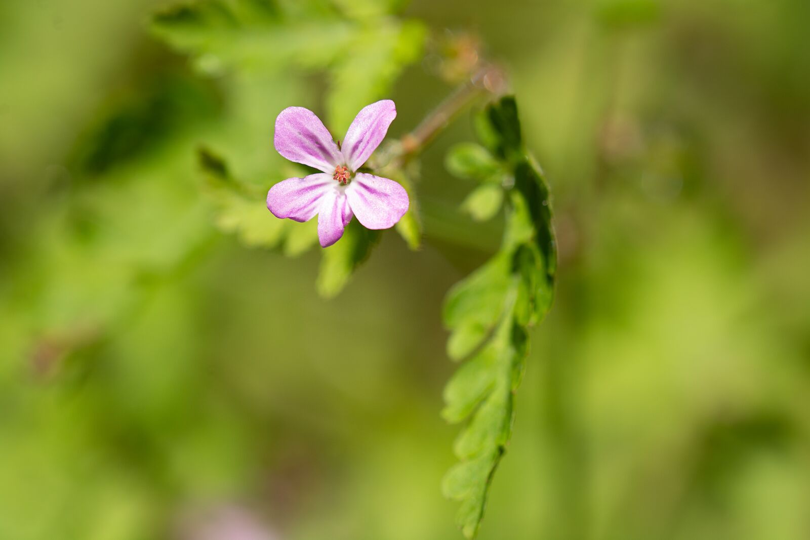 Nikon D7100 sample photo. Flower, small, small flower photography