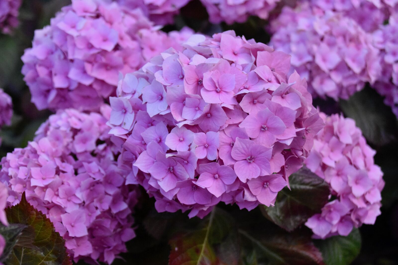 Nikon D5600 sample photo. Flower, flowers, flowers hydrangea photography