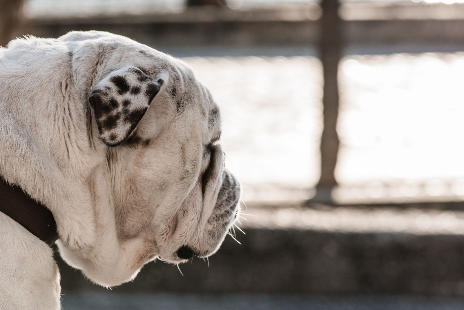 Nikon D800 sample photo. Bulldog, profile, pet photography