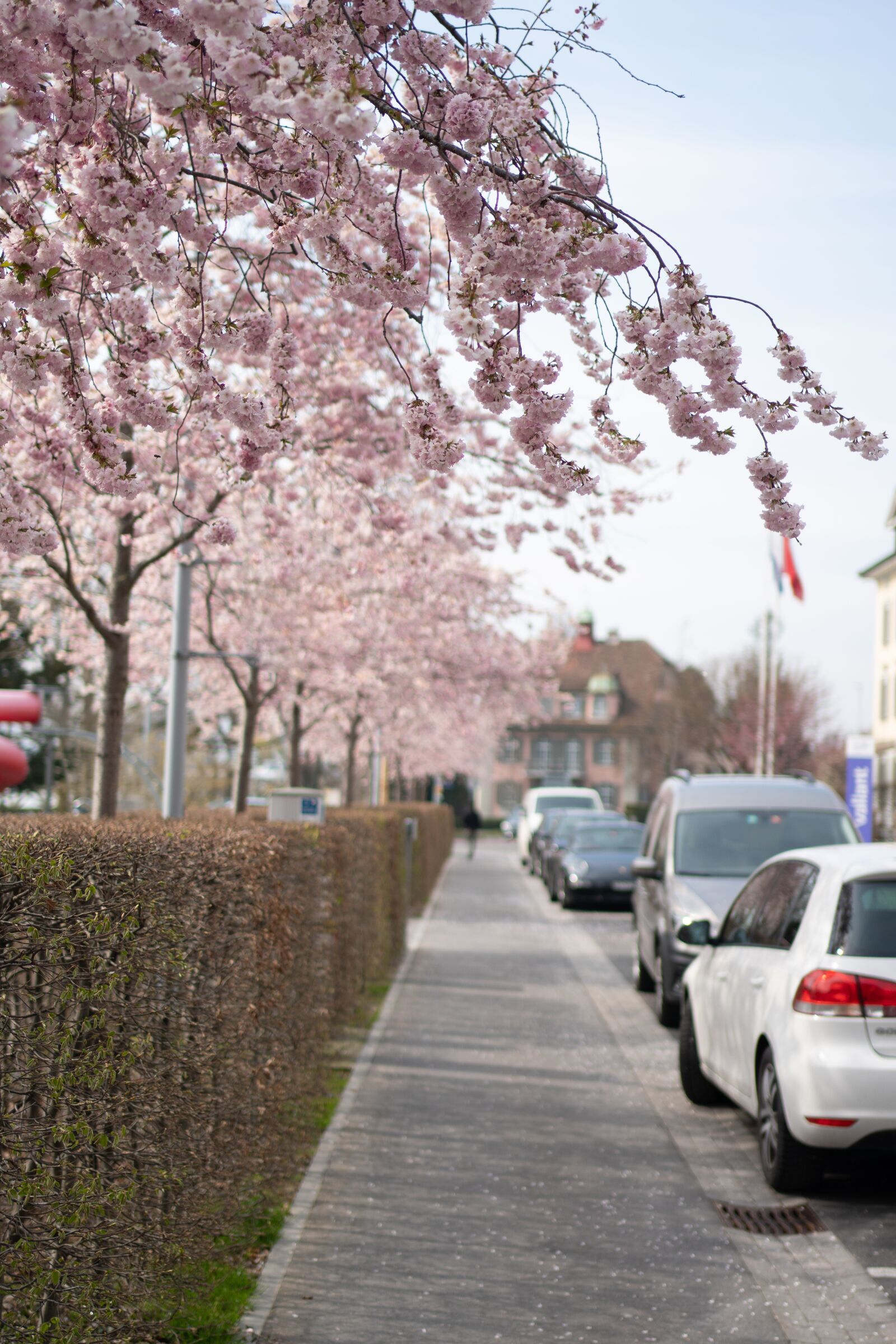 Sony FE 35mm F1.8 sample photo. Spring, switzerland, cherry trees photography