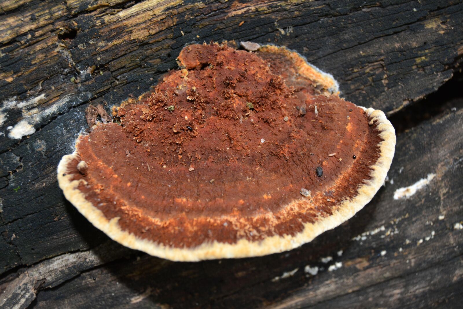 Nikon D5200 sample photo. Polypore, bracket, ganoderma photography