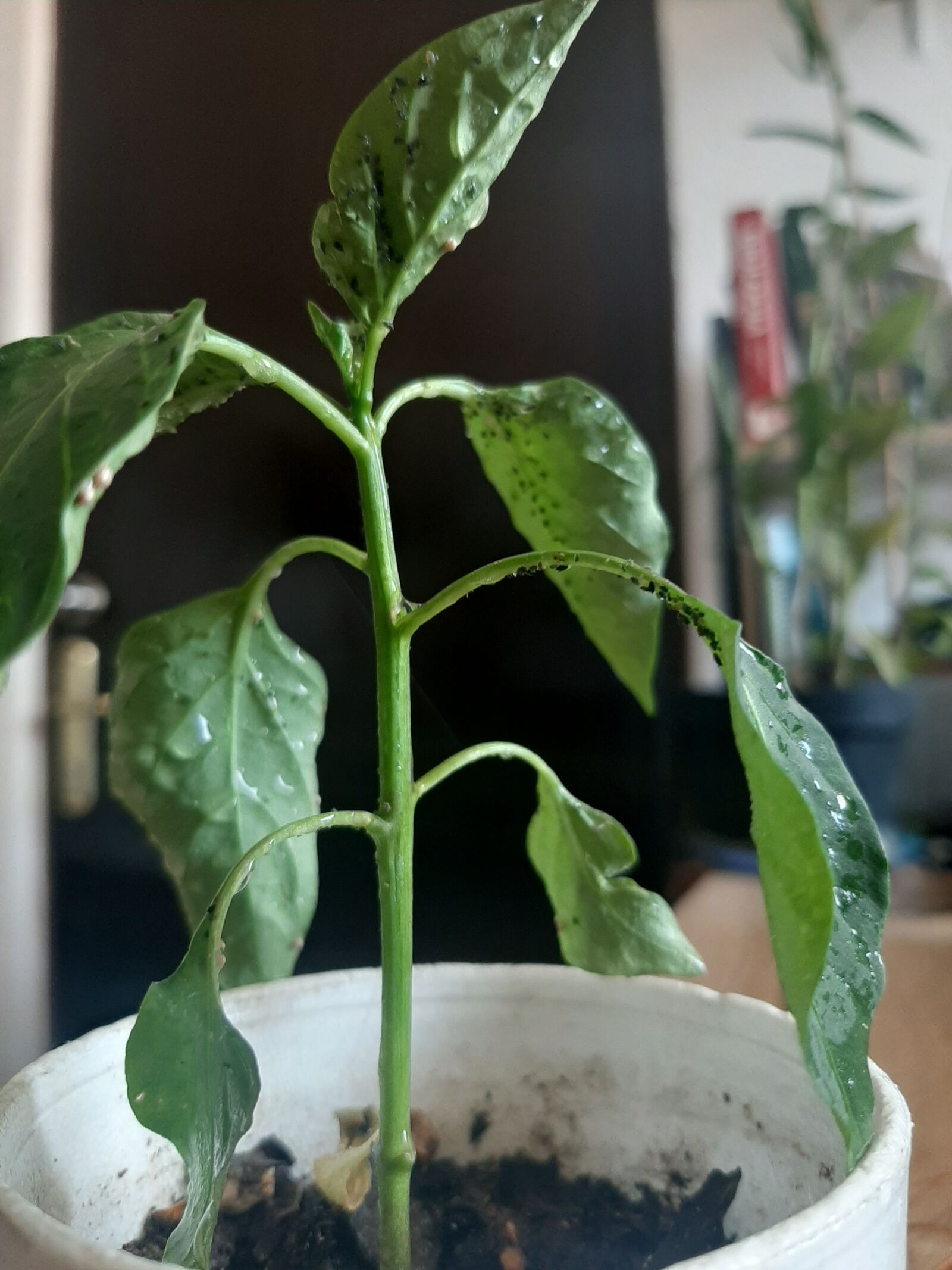 Samsung Galaxy A50 sample photo. Chile, plaga, planta en photography