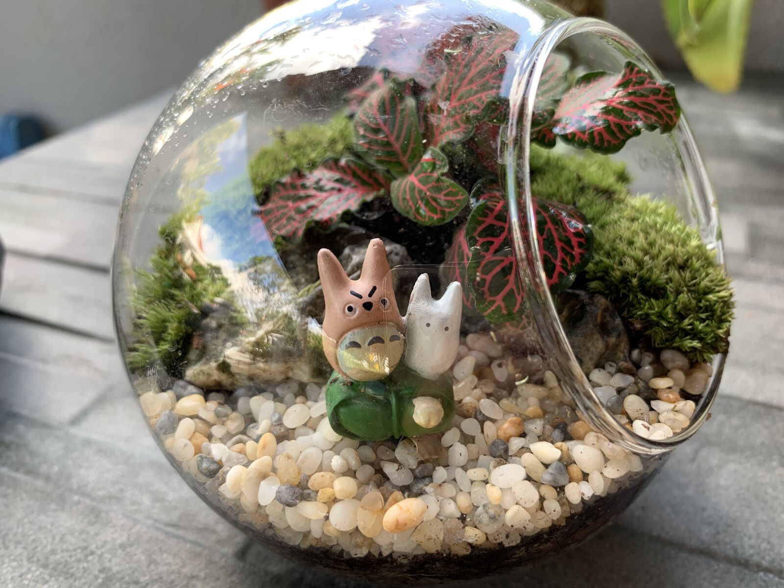 iPhone XS Max back dual camera 4.25mm f/1.8 sample photo. Terrarium, plant, diy photography