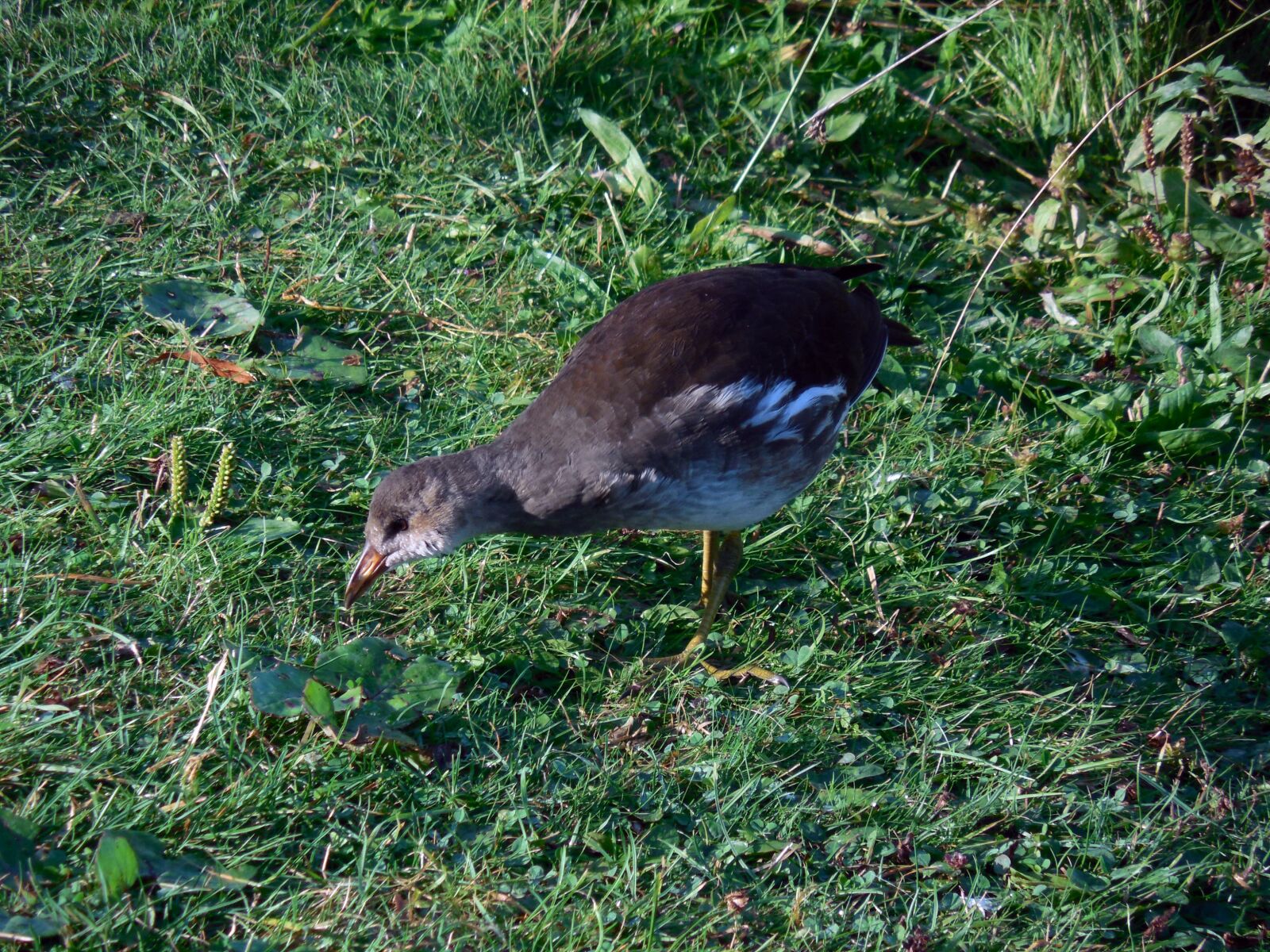 Nikon COOLPIX L620 sample photo. Moorhen, common moorhen, gallinula photography