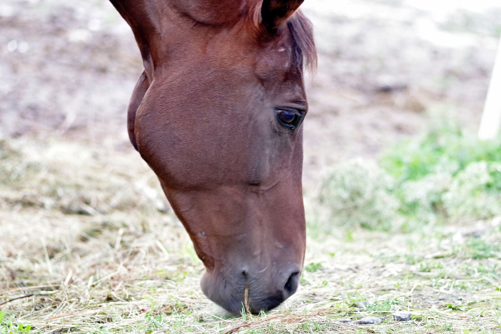 Pentax K-S2 sample photo. The horse, brown, chestnut photography