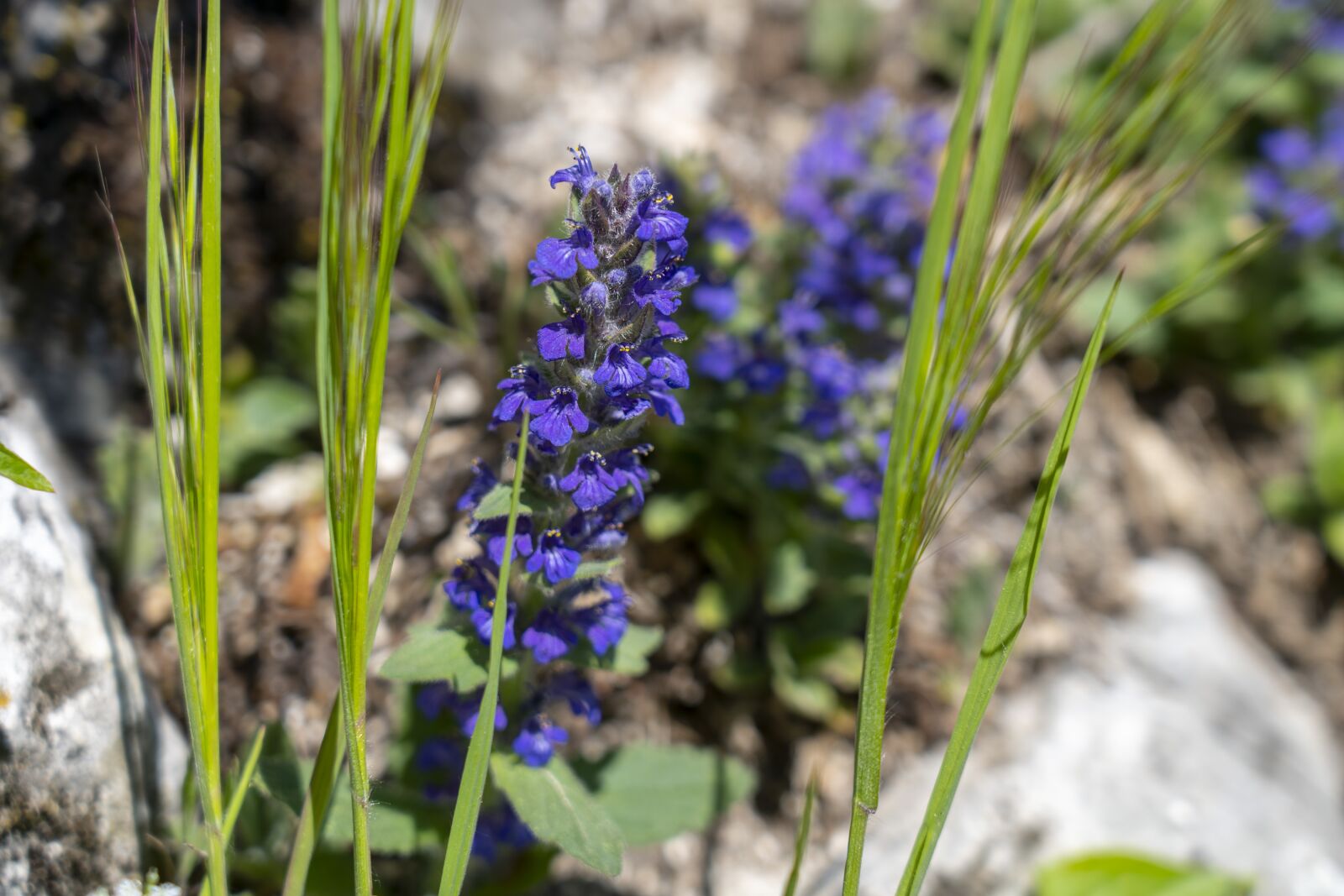 Sony FE 24-105mm F4 G OSS sample photo. Flowers, nature, purple photography
