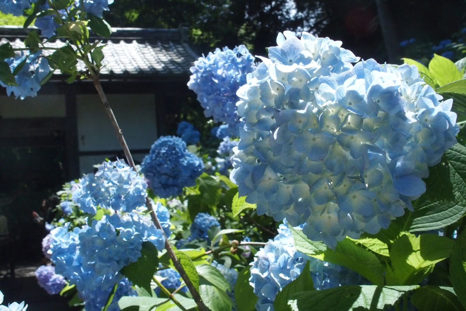 Olympus STYLUS1 sample photo. Flower, japan, 日本 photography