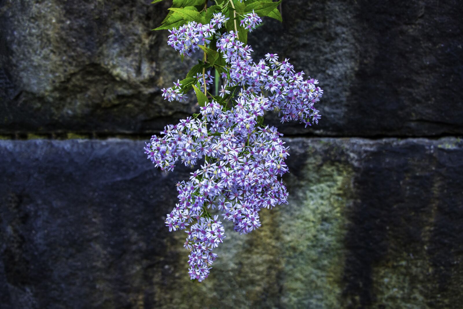 Nikon D800 sample photo. Lavender, flowers, hanging photography