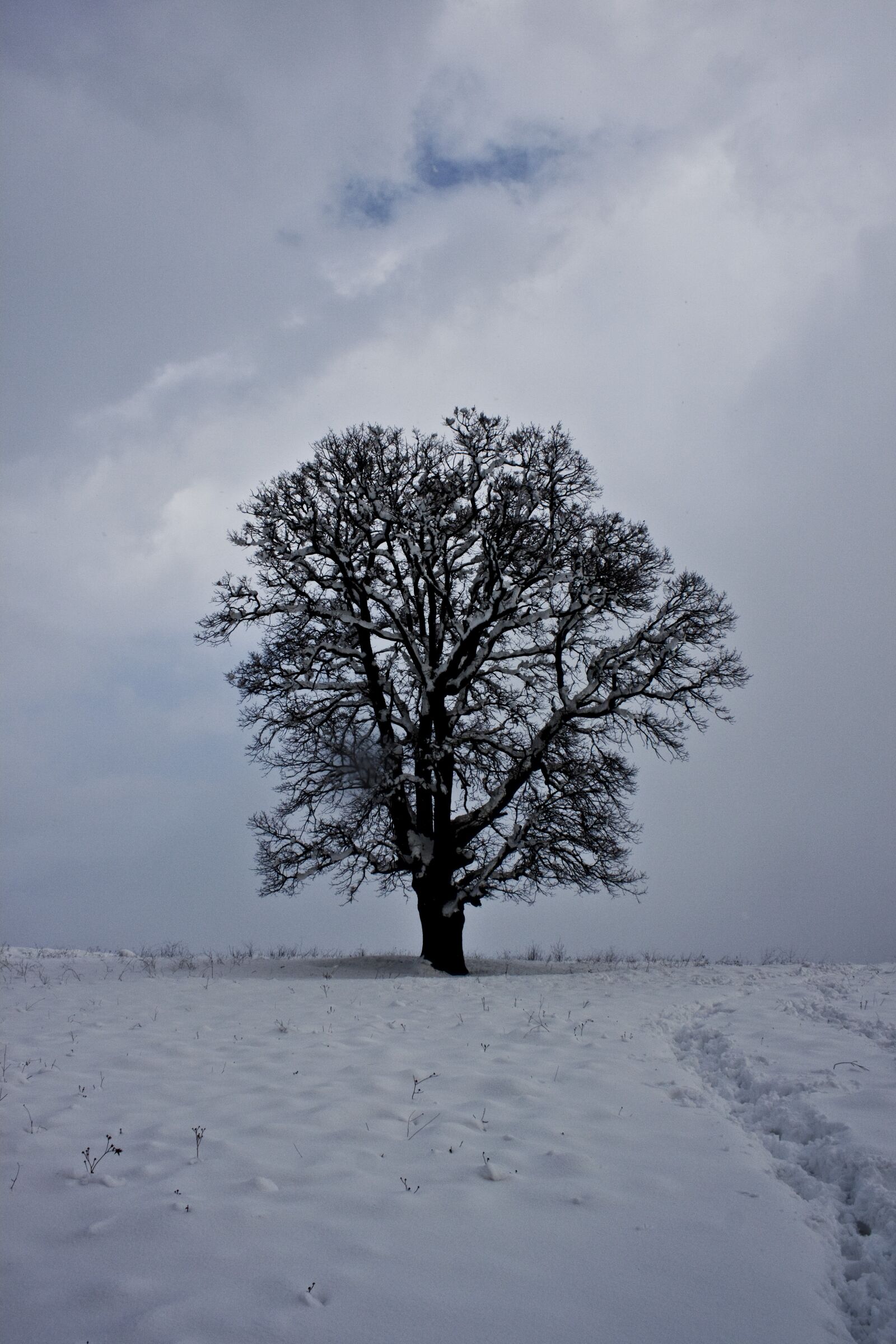 Canon EOS 500D (EOS Rebel T1i / EOS Kiss X3) sample photo. Cloud, snow, winter photography
