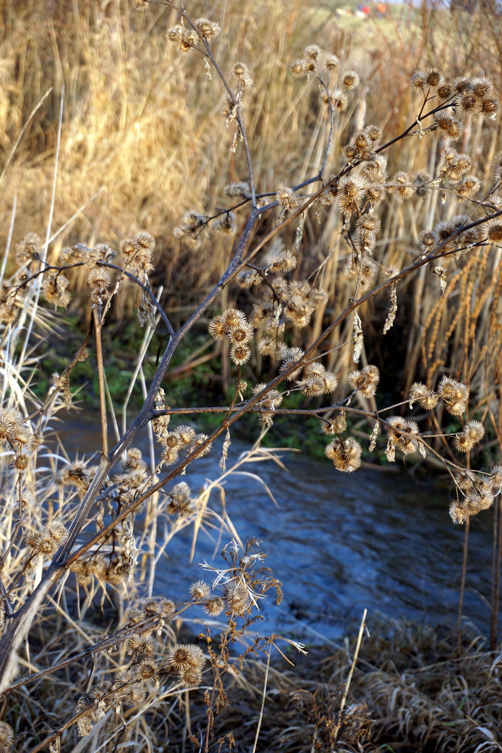 Sony a6000 sample photo. Water, bush, flower photography
