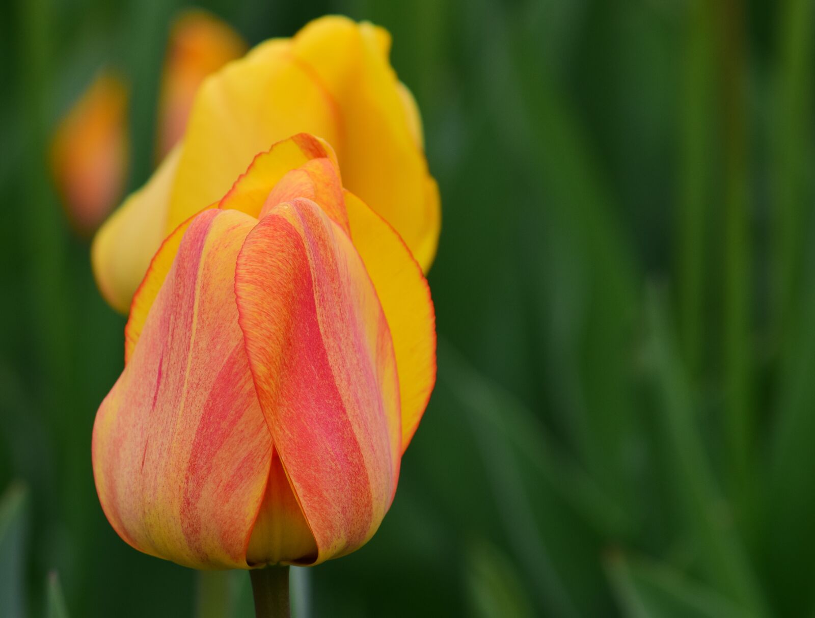 Nikon D3300 sample photo. Tulips, yellow, spring photography