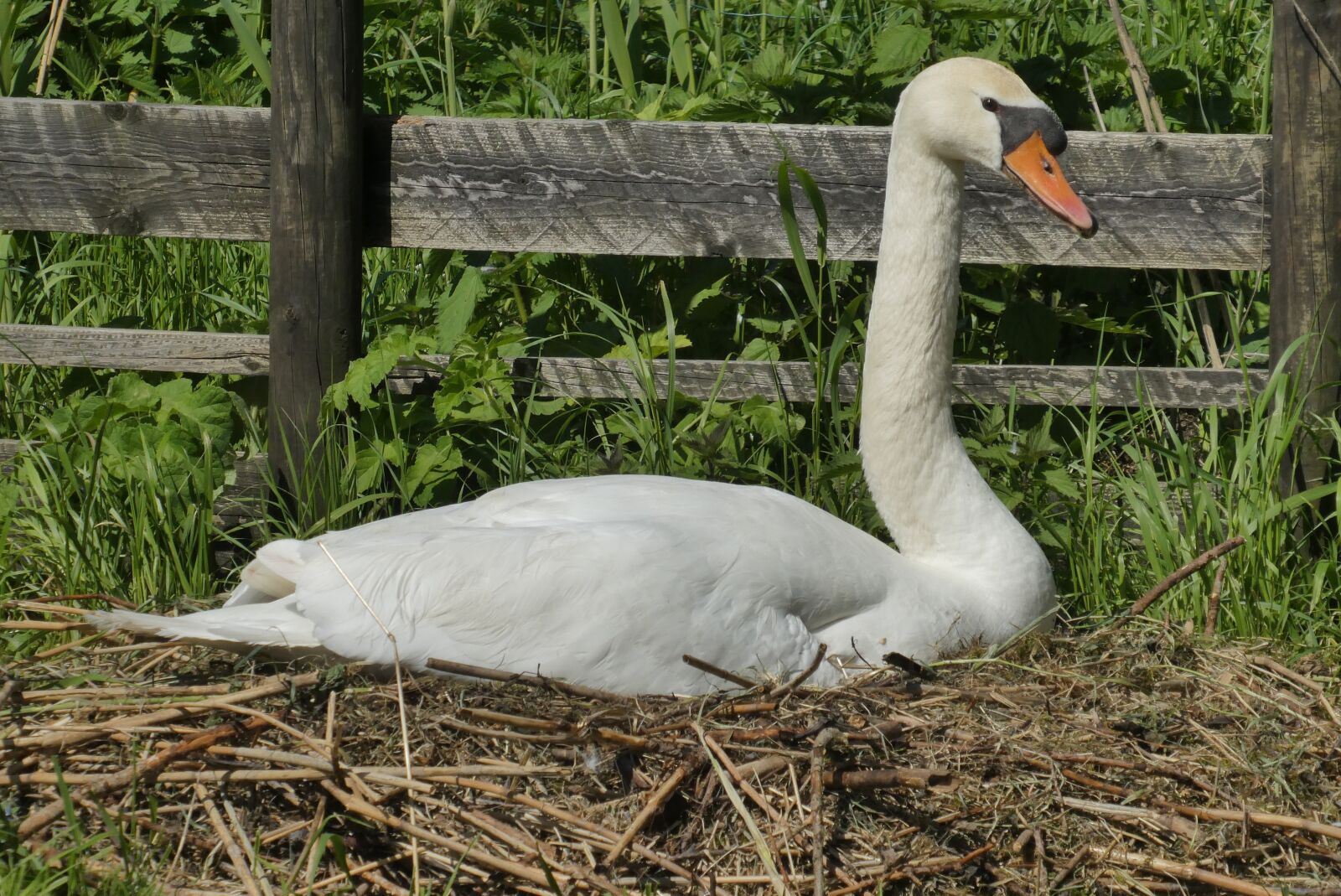 Panasonic Lumix DC-ZS70 (Lumix DC-TZ90) sample photo. Swan, hatch, nest photography