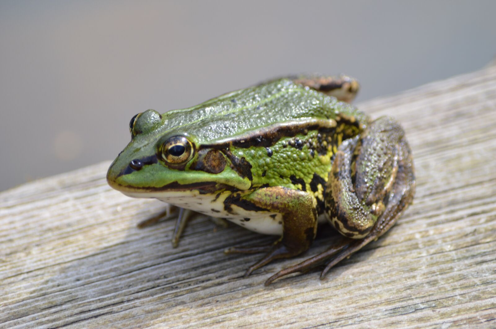 Nikon D3200 sample photo. Frog, green, animal photography