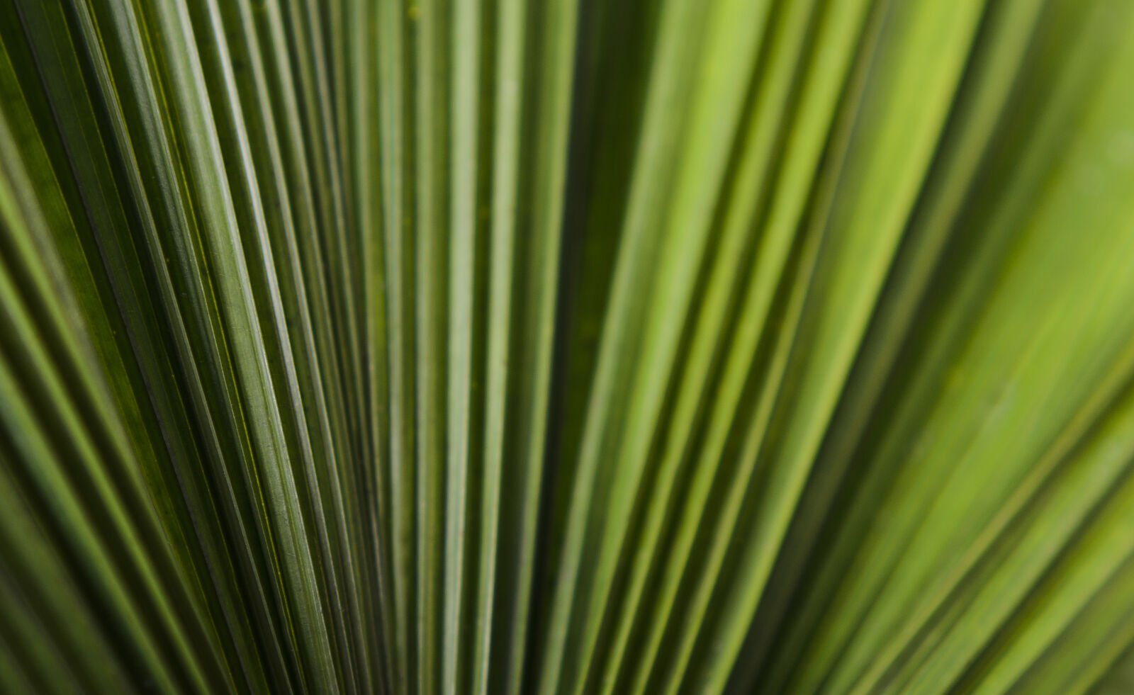 Nikon D7000 + Nikon AF-S Nikkor 50mm F1.8G sample photo. Abstract, abstrato, background, brazilian photography