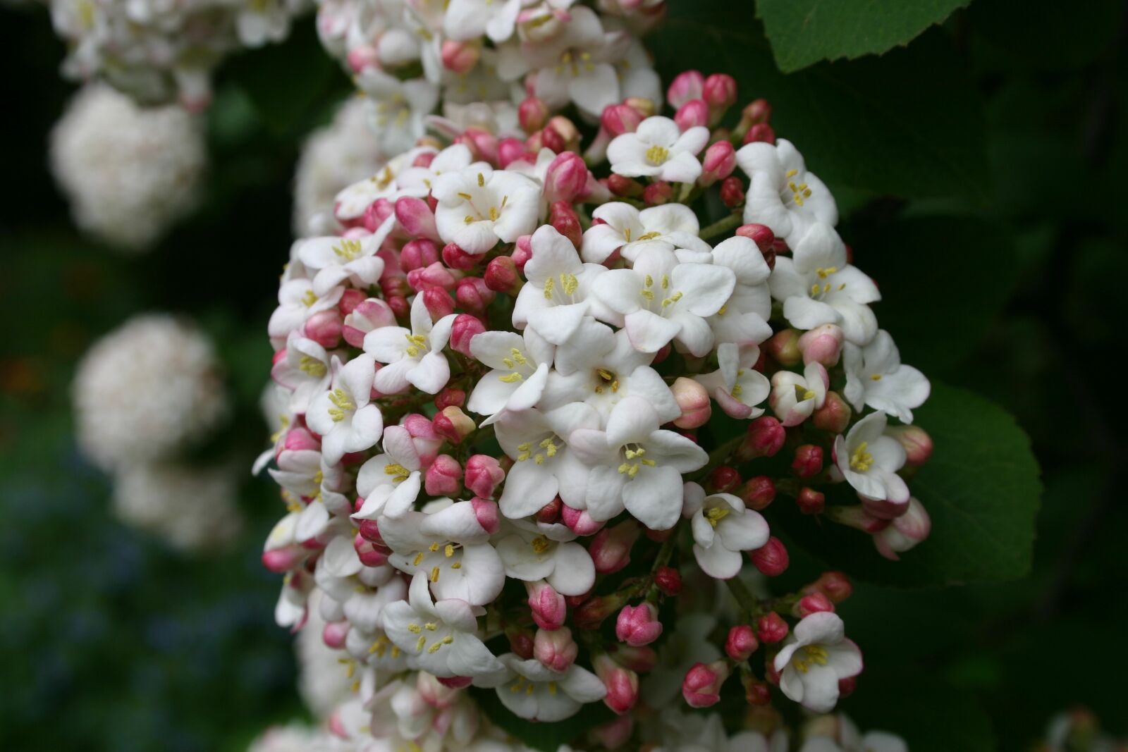 Canon EOS 300D (EOS Digital Rebel / EOS Kiss Digital) sample photo. Blossom, bloom, ornamental photography